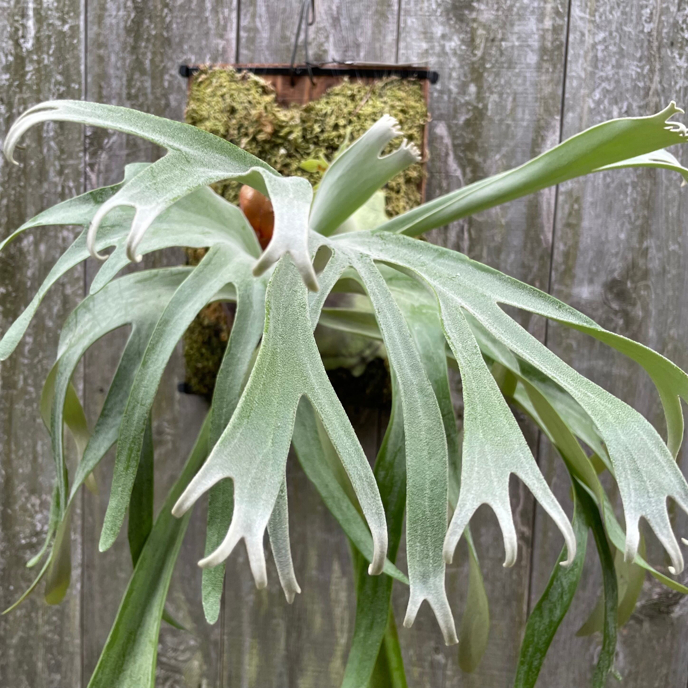 p.suprem 親株ビカクシダ