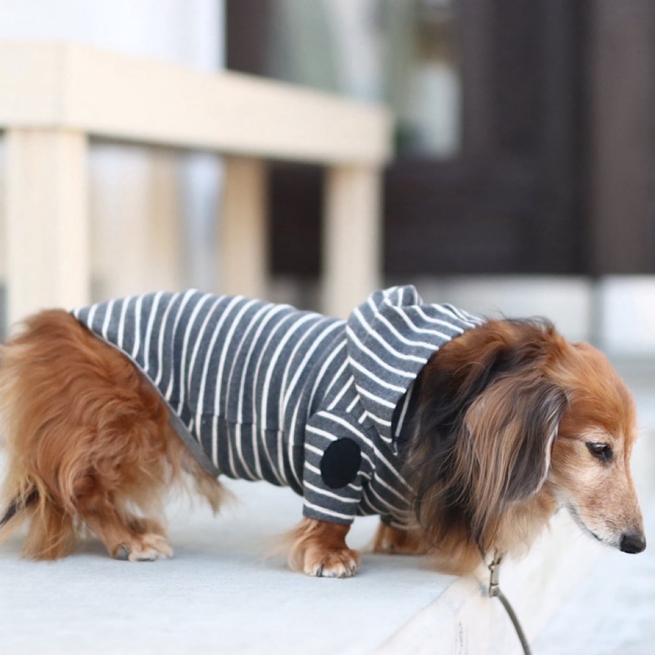 NOW ON SALE!! | カニンヘンダックスとミニチュアダックス専門のお洋服