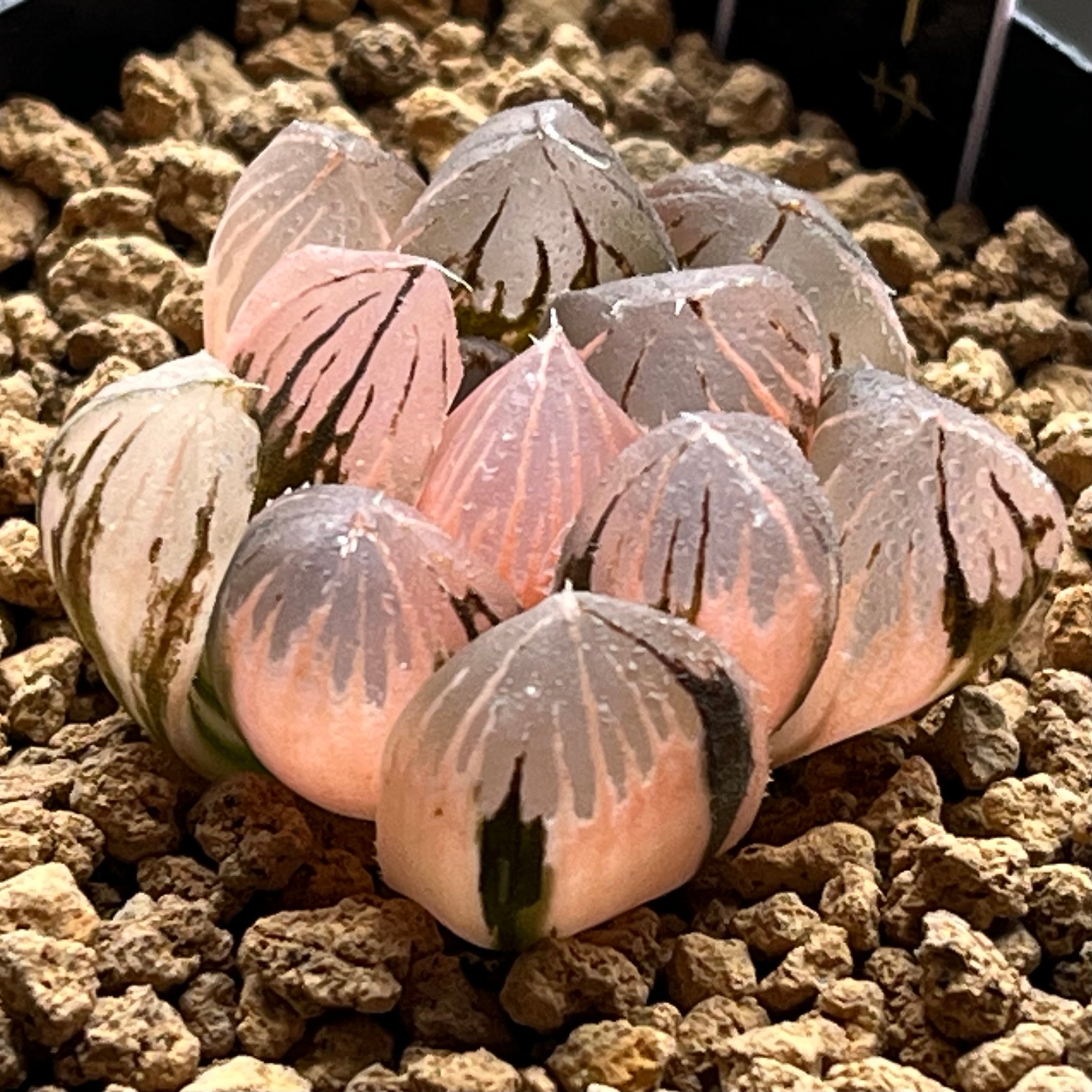ハオルチア 紫王 オブツーサ錦 | mocono_plants