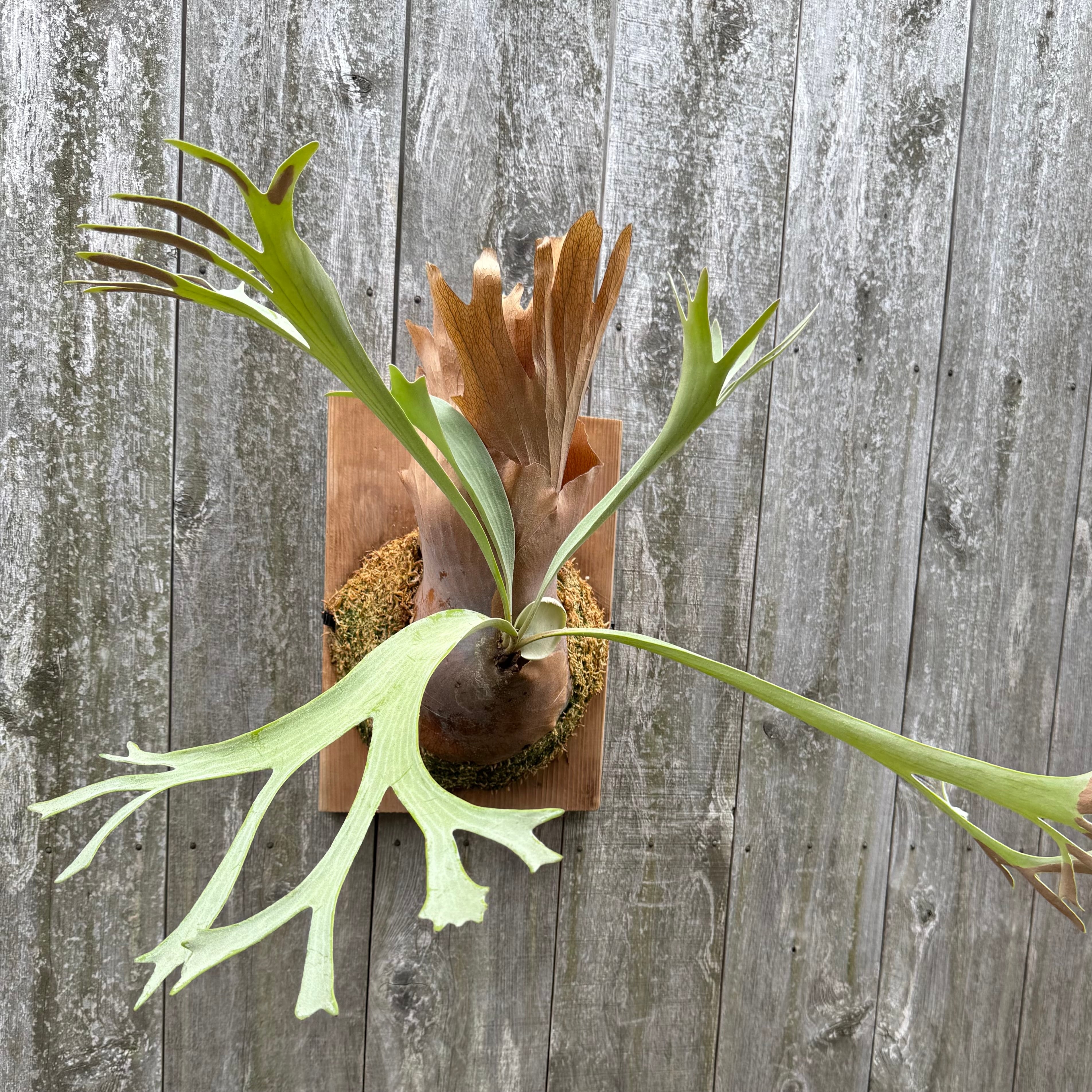 Platycerium White Wing (veitchii x willinckii) | Pay ID