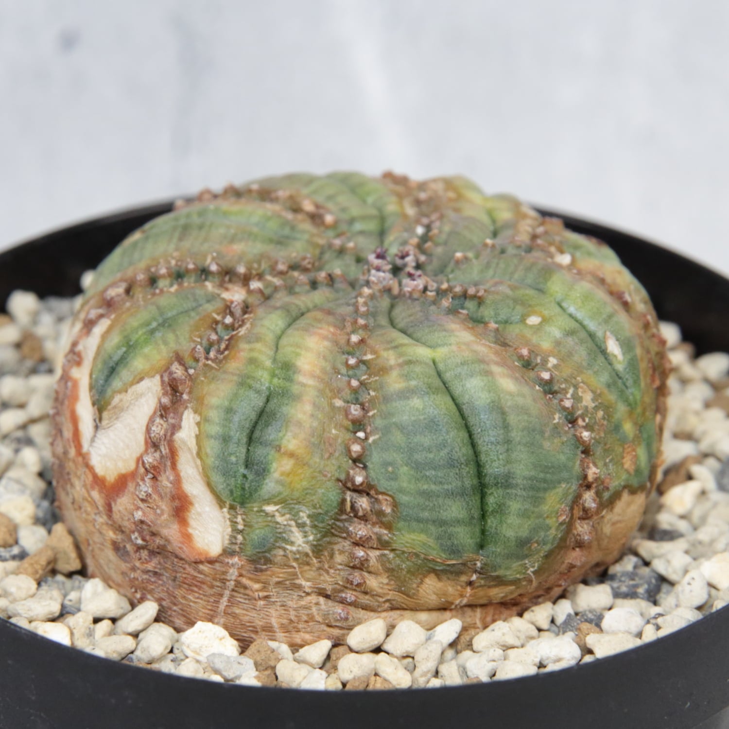 超扁平 木質化 モンスト 捻じれ オベサ / ユーフォルビア | LIGHTHOUSE