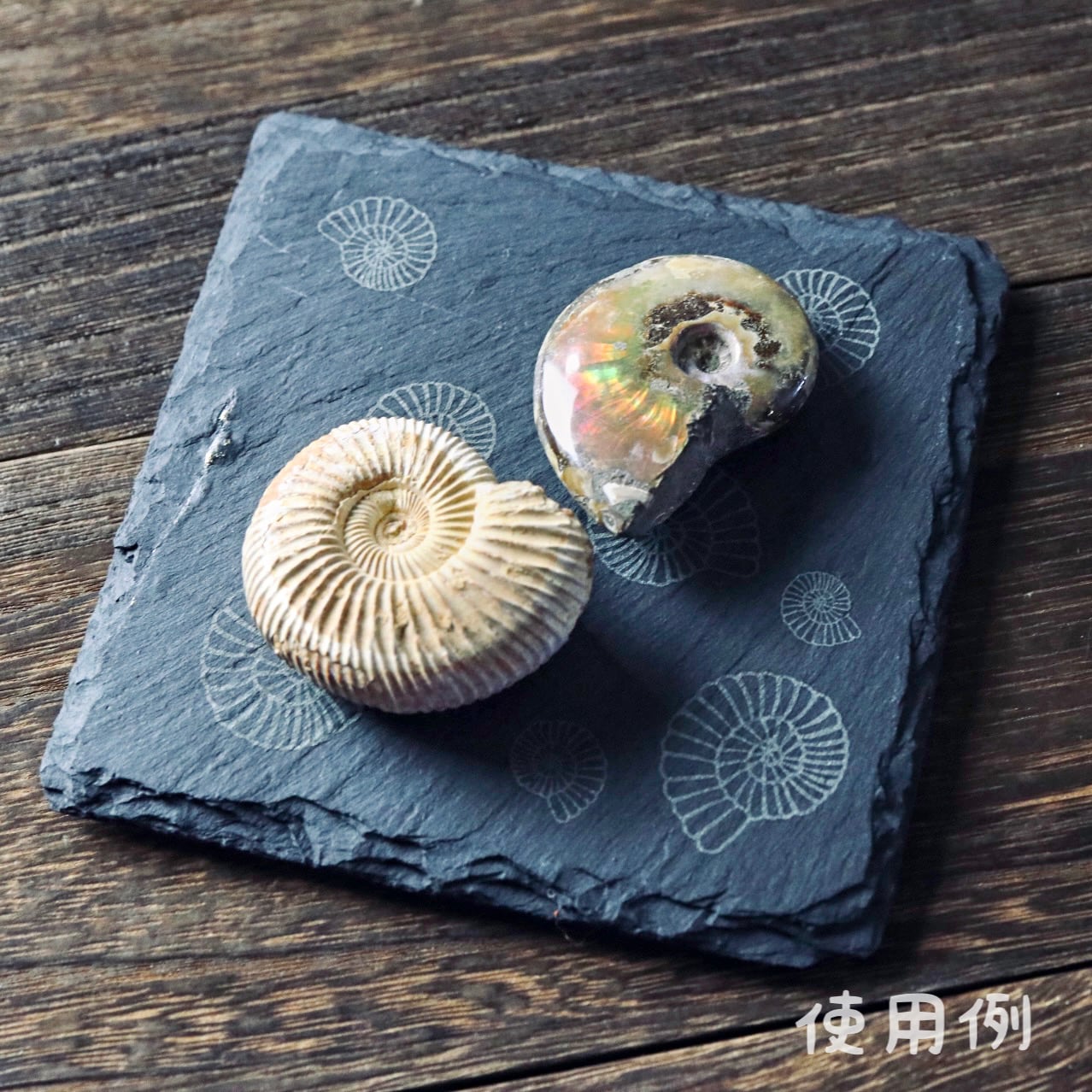 古代プレート 〈 アンモナイト × 三葉虫 化石 〉 | 樹源 ‐KiGen‐