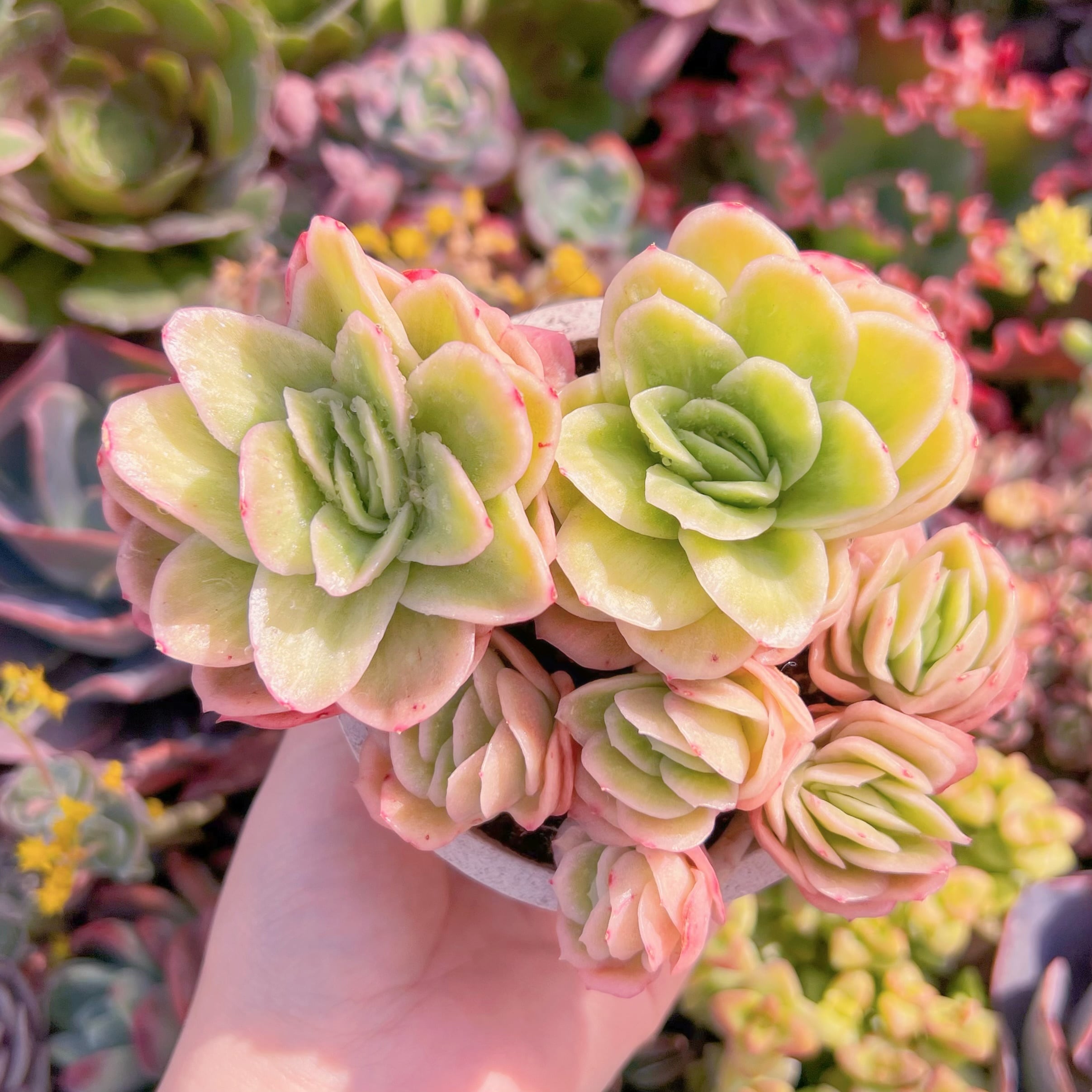 現品　アイスラブリーローズ錦#215　群生　新入荷　るる農園