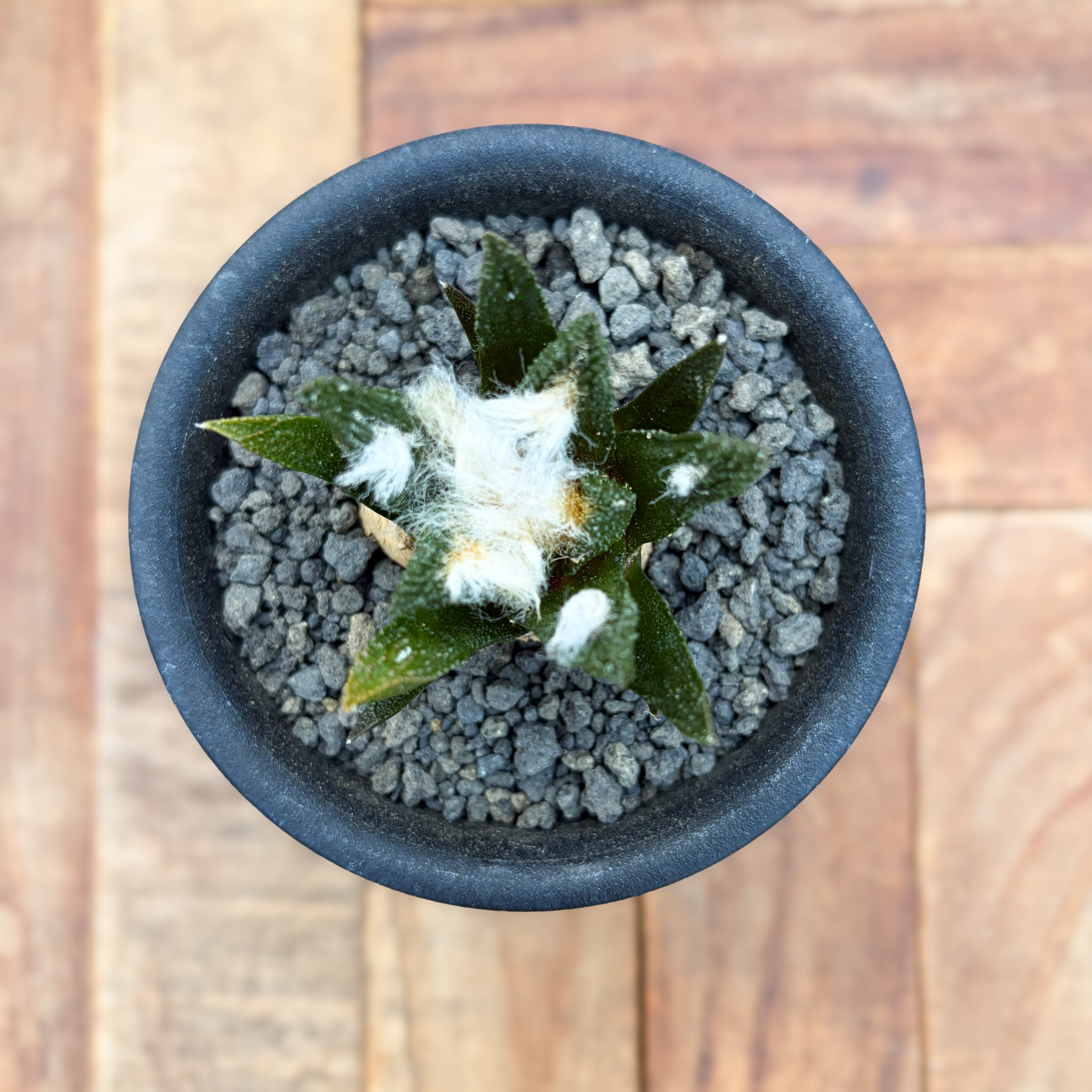 Ariocarpus bravoanus【アリオカルプス・ブラボアナス・実生