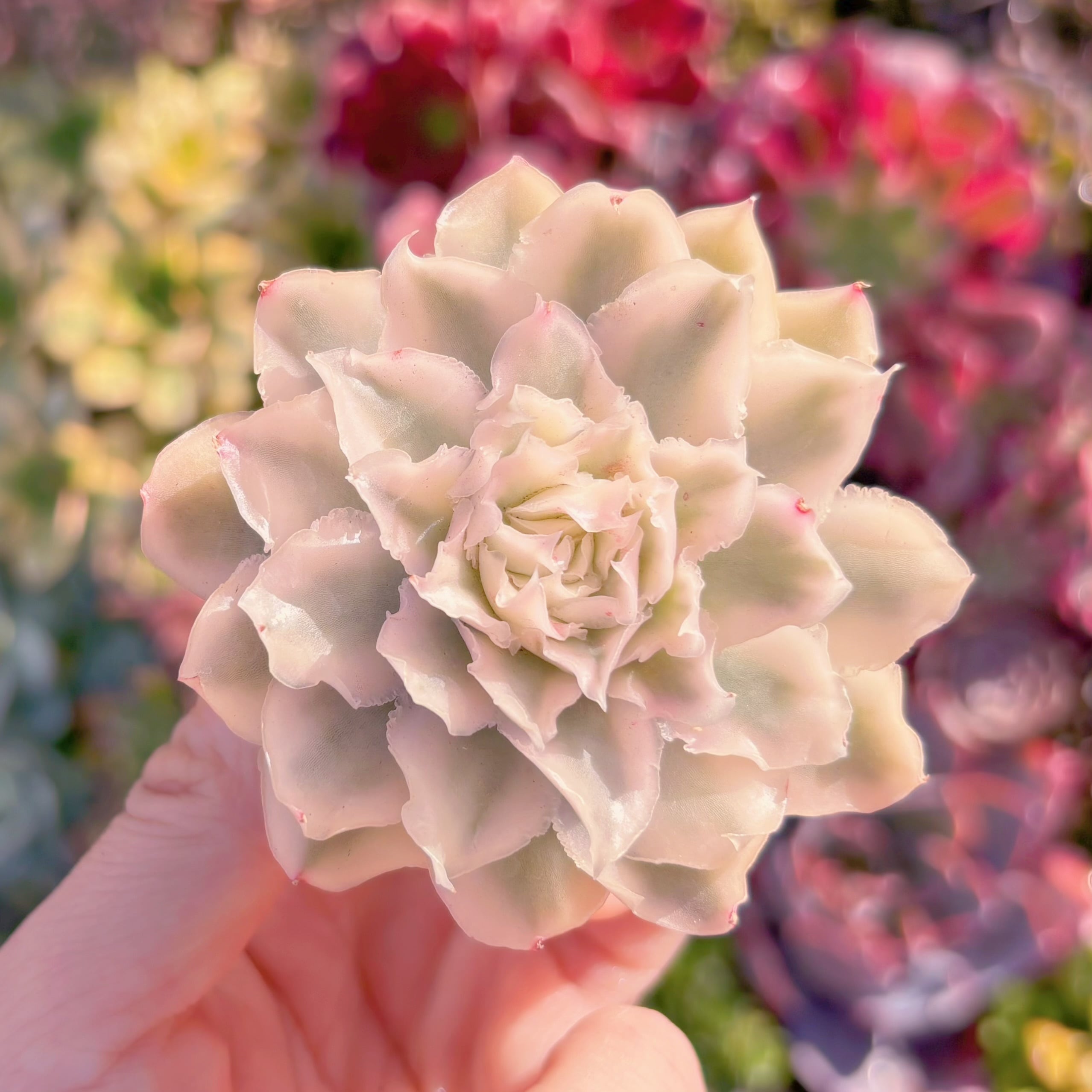 多肉植物 パープルバタフライ錦 新入荷 るる農園 | るる農園~多肉植物専門