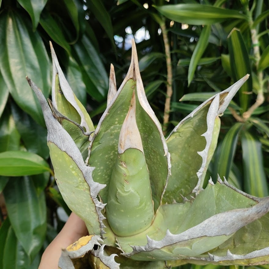 アガベ チタノタ オアハカ Agave titanota Oaxaca 14