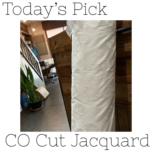 【Today's Pick】CO Cut Jacquard【2024/02/20】