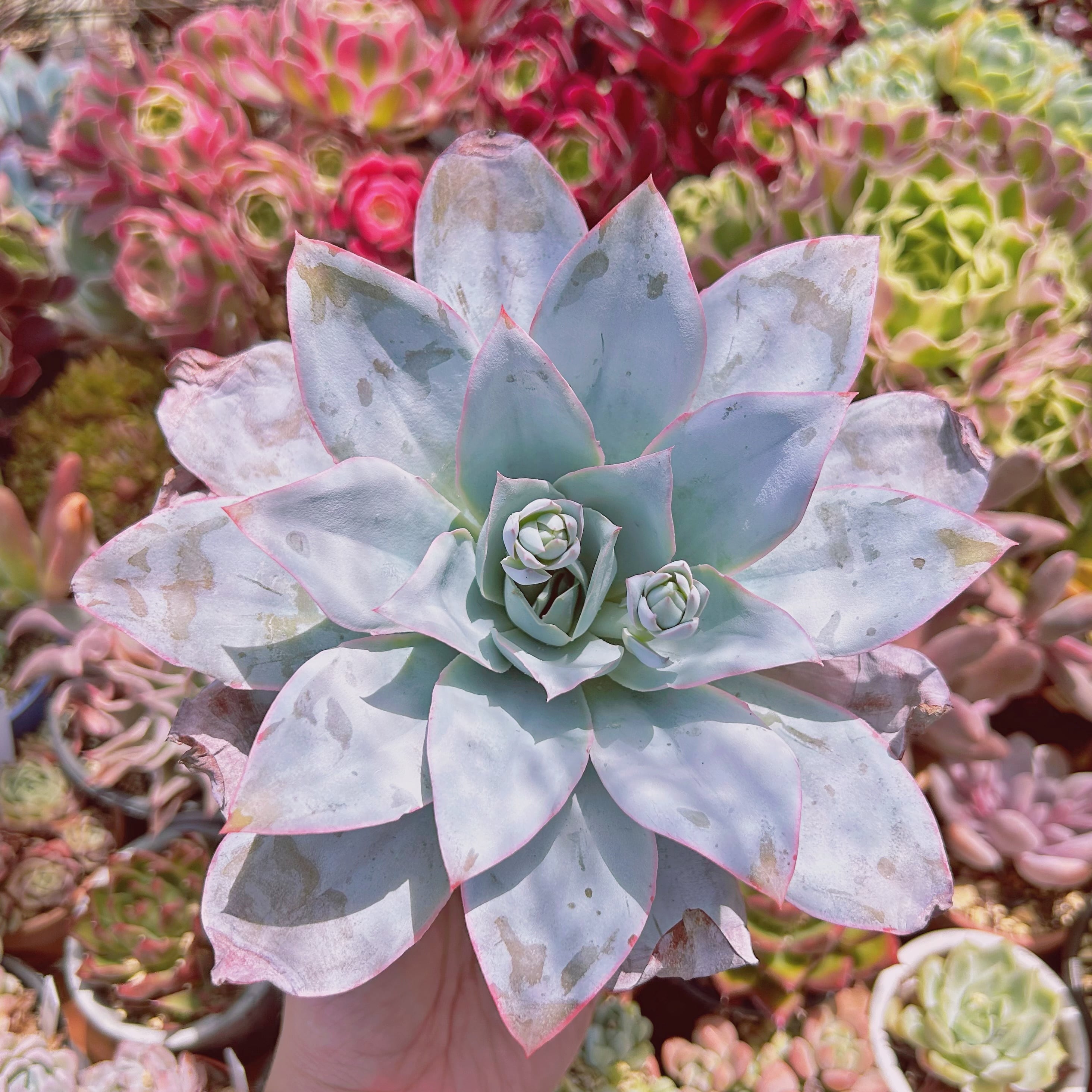 #1157現物　多肉植物　カンテ　特大