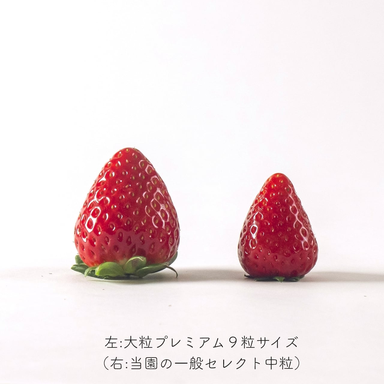 極み・贈答セレクト＞ 稀少苺、古都華の大粒プレミアム（6～9粒