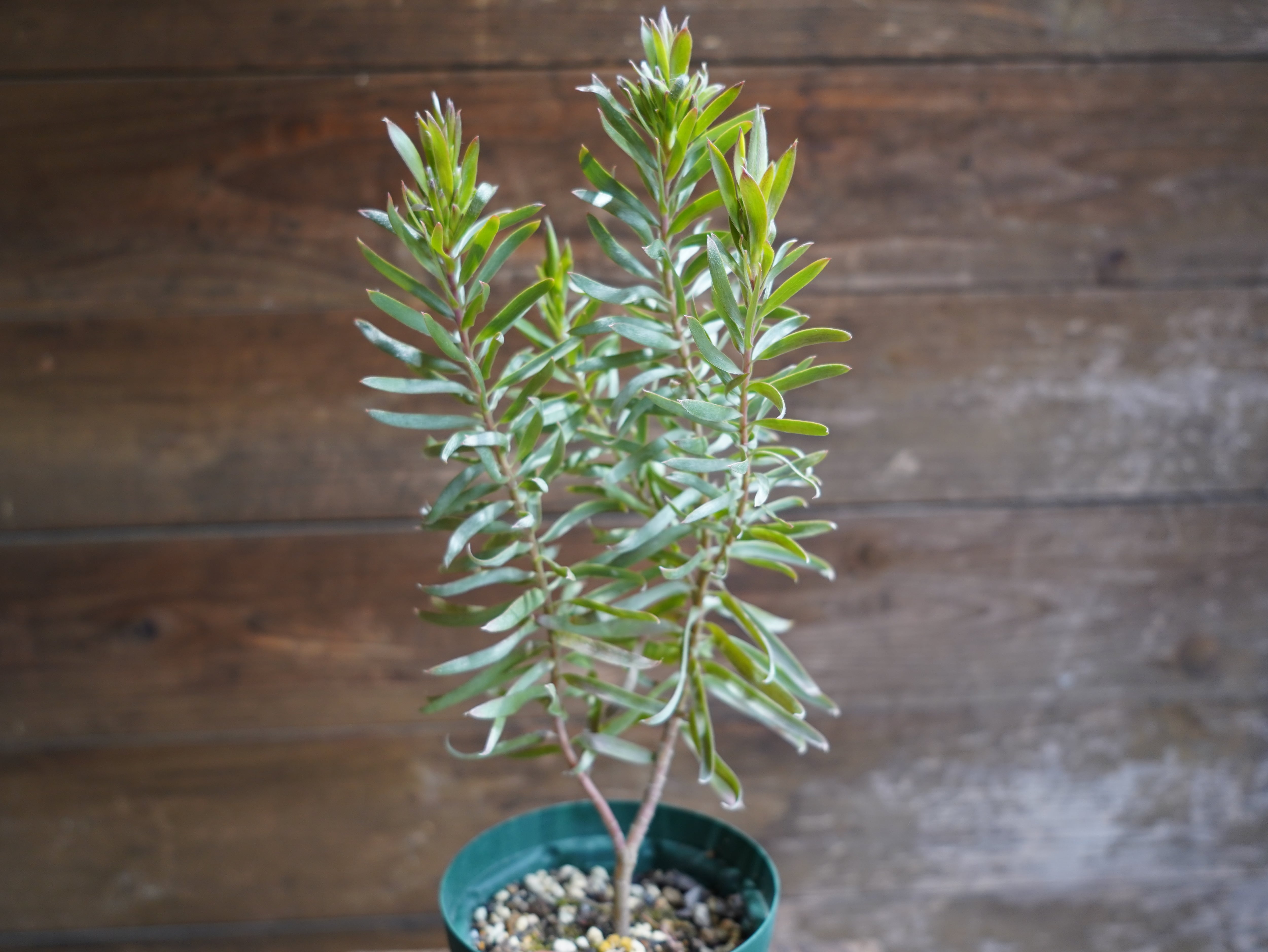 【現物】リューカデンドロン ”Gypsy Silver” B