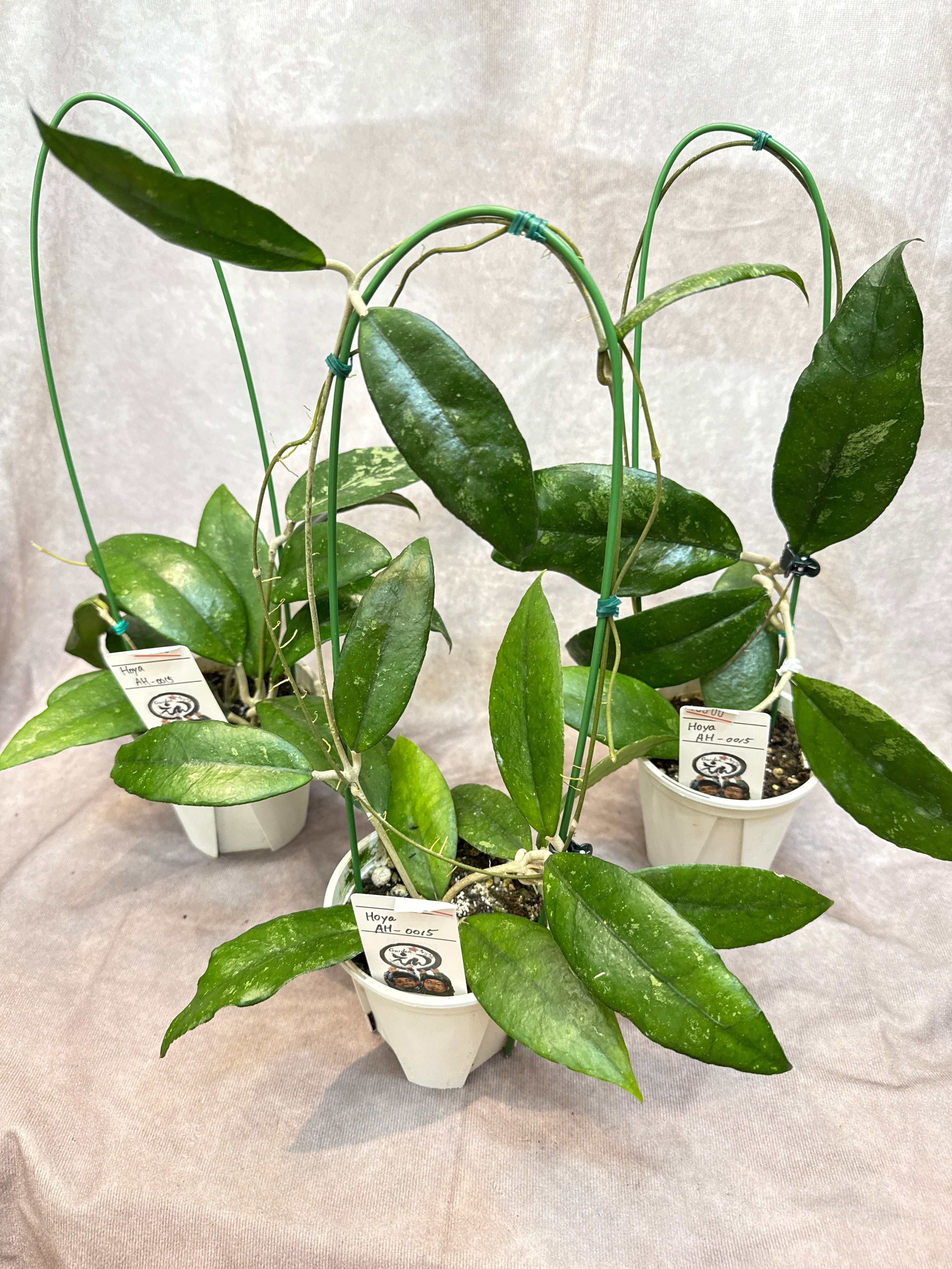 ホヤ オーストラリスリサ | Gardenえん 【観葉熱帯植物】