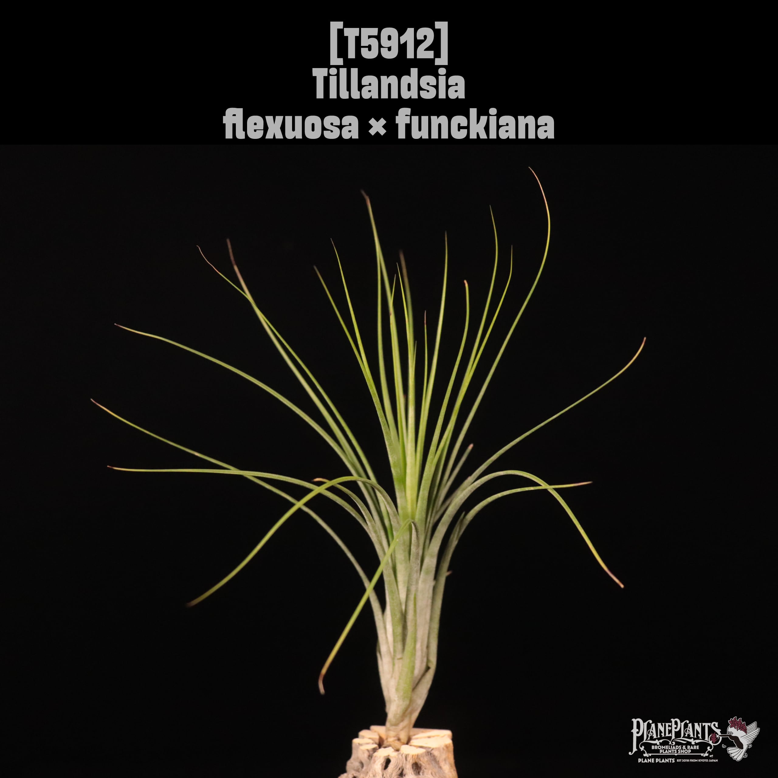 Tillandsia flexuosa × funckiana〔エアプランツ〕T5912