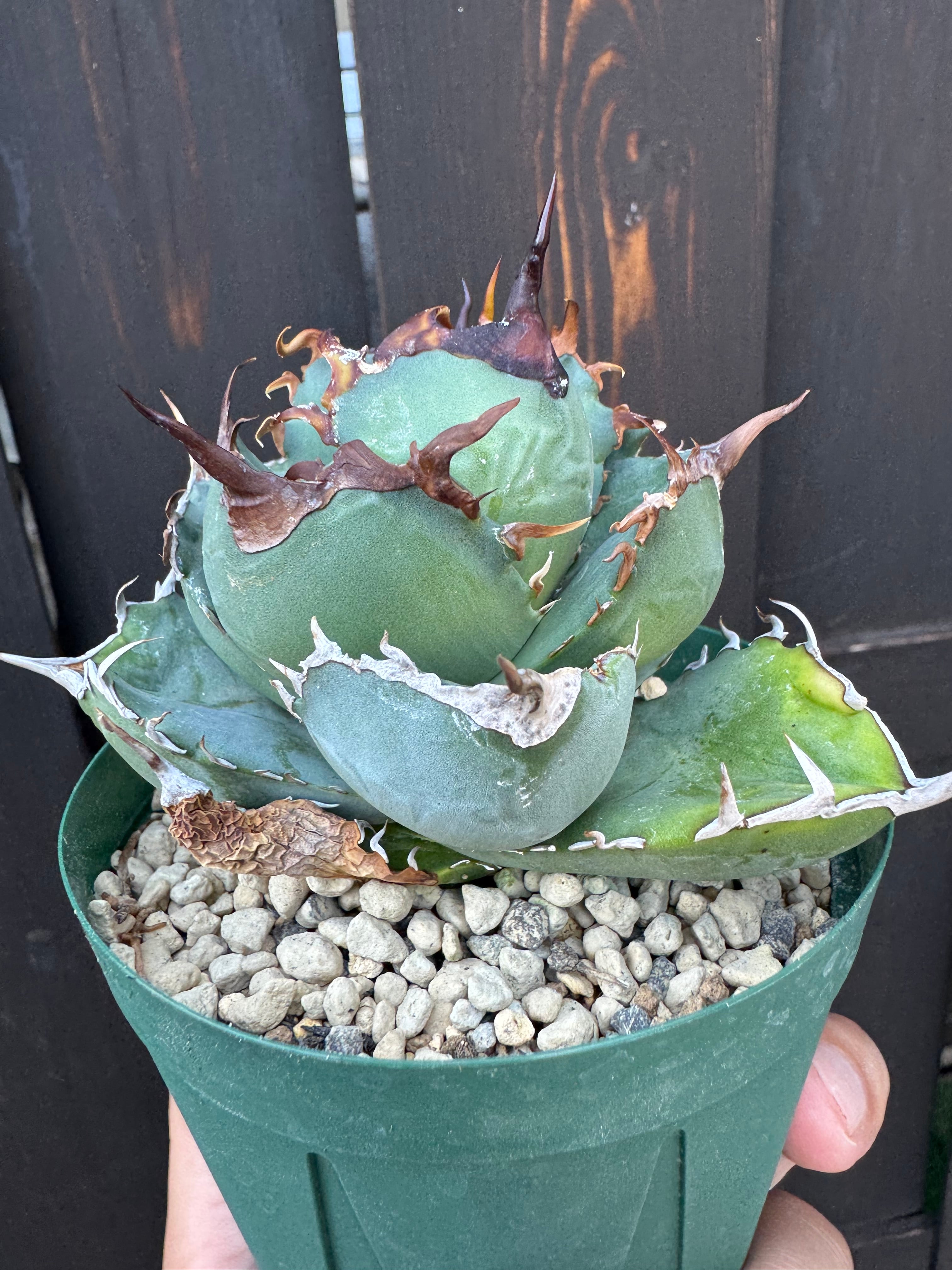 新着】Agave titanota【コンパクトな個体・良い棘】アガべ チタノタ