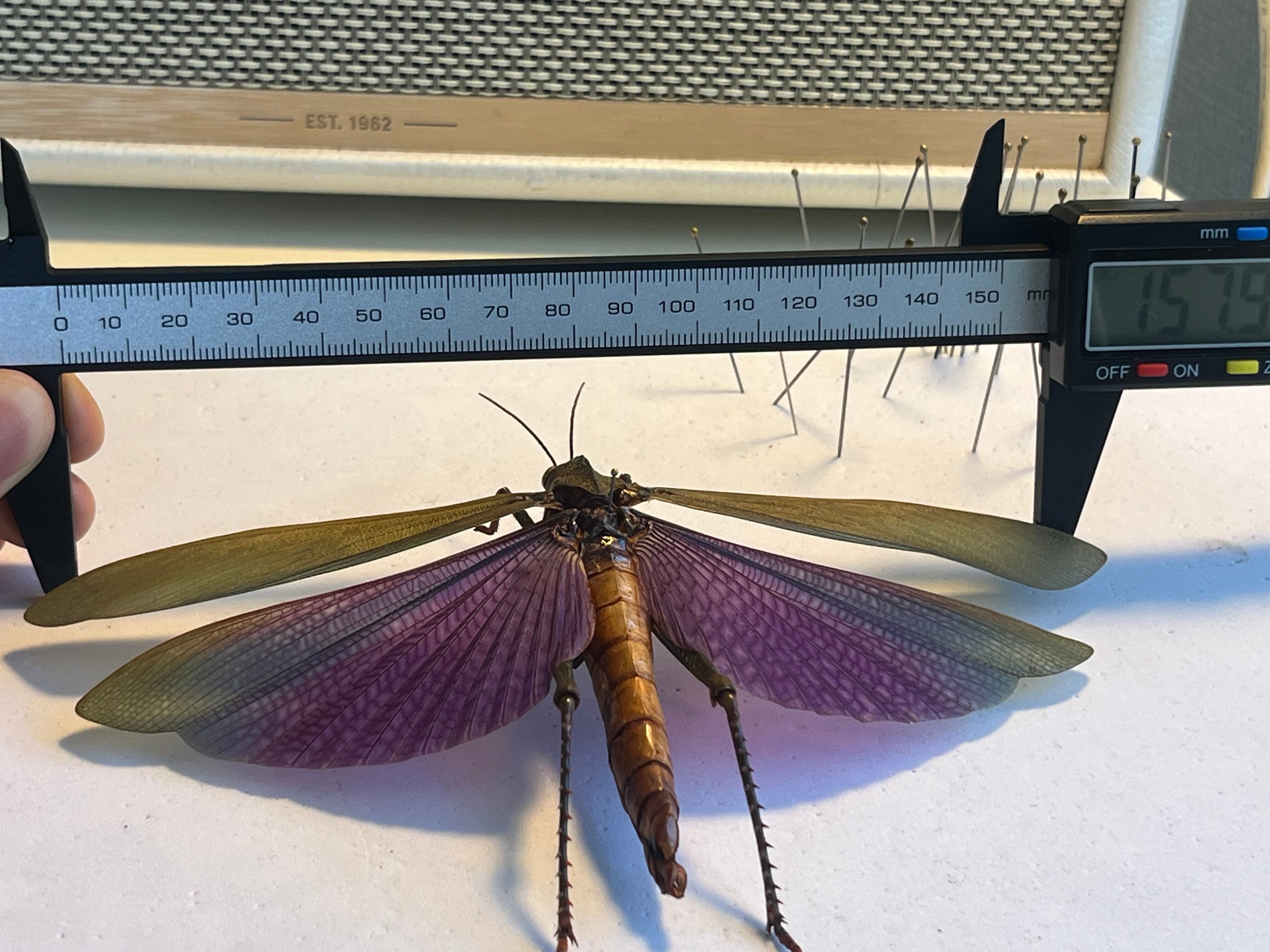 飛蝗最大級】シタムラサキオオバッタ 昆虫標本 直翅類 カマキリ