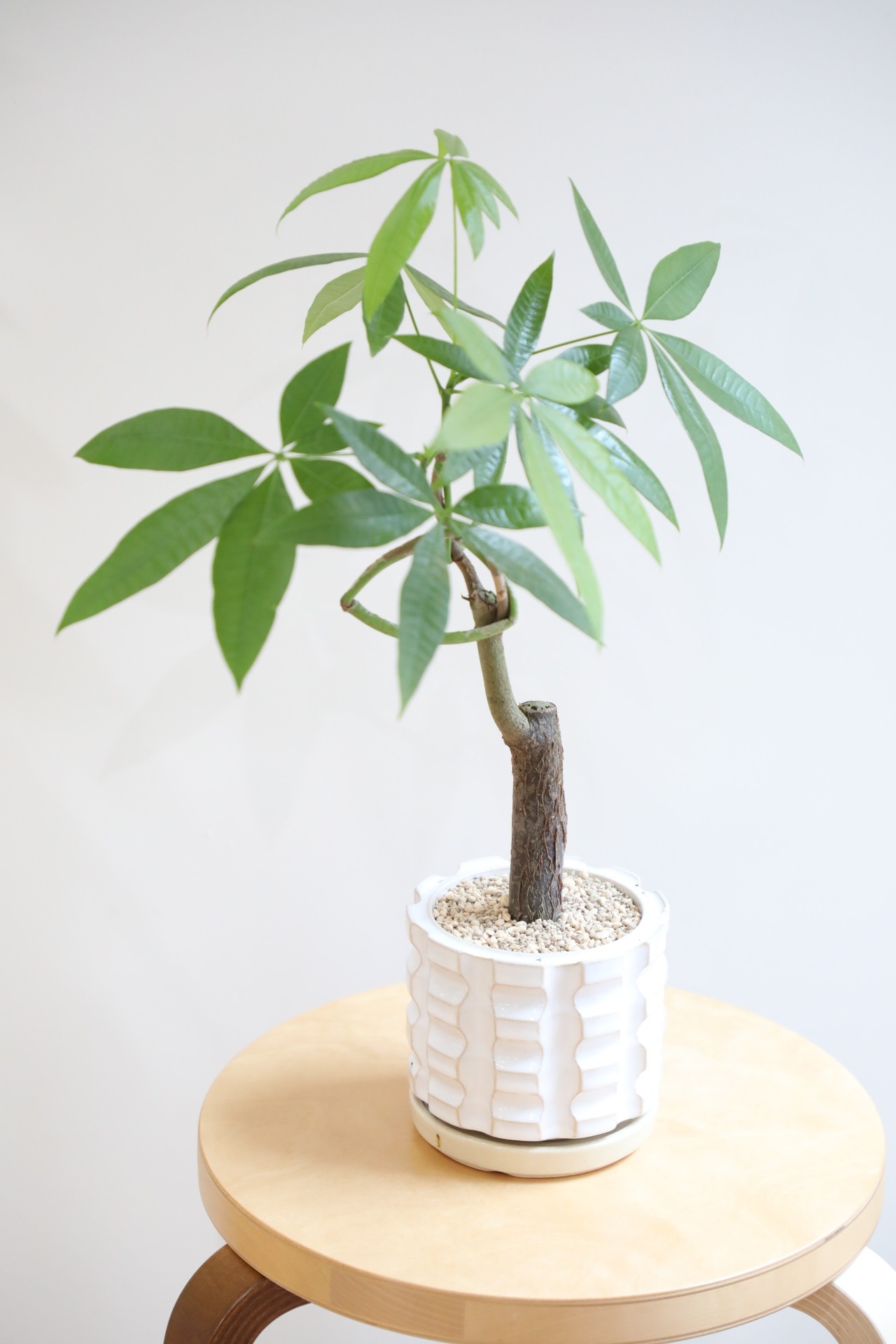 【M】パキラ グラブラ/Pachira