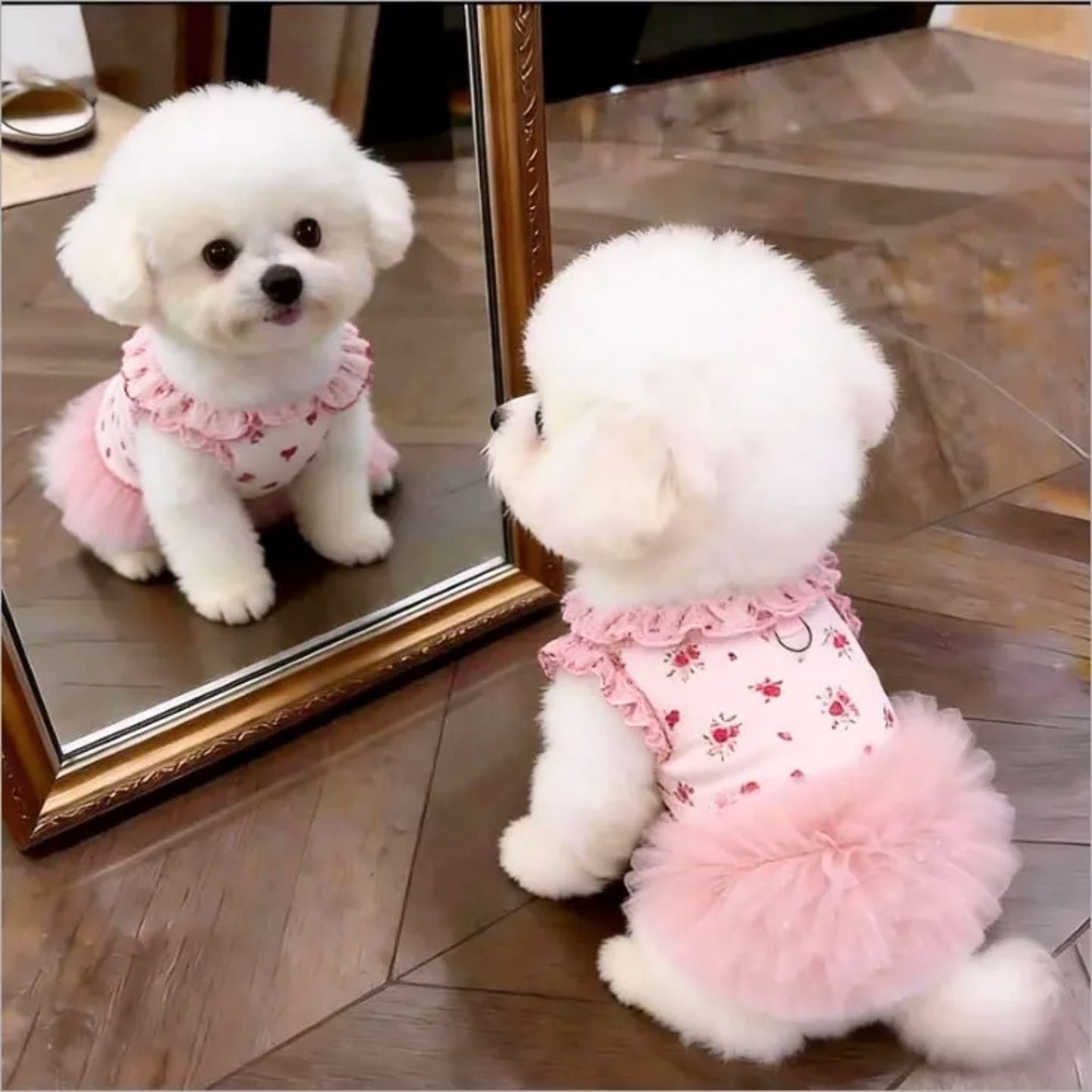 予約】ふんわりチュールフリルワンピース 犬服 小型犬用 花柄レース