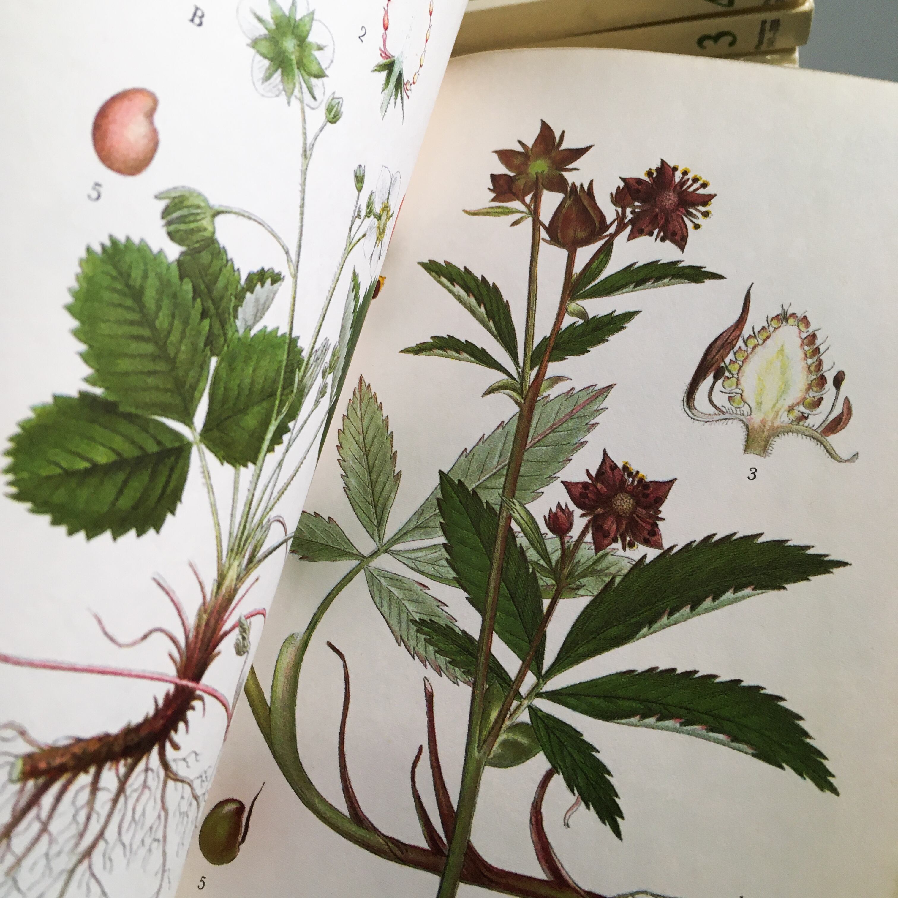 スウェーデン 植物 図鑑 洋書 ボタニカル Nordens Flora 全10巻 Meisaku 洋書 Watanegypt Tv