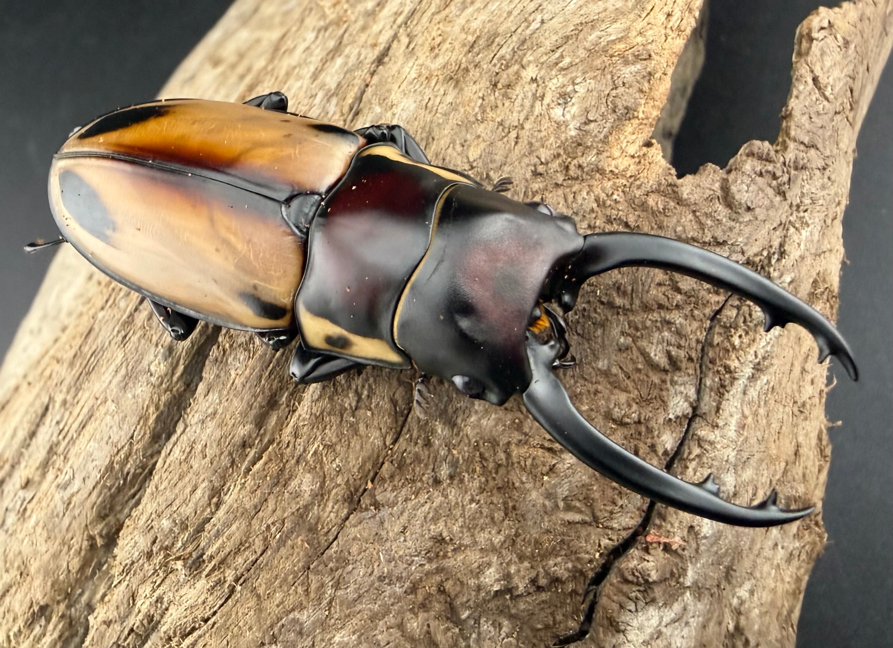 ミヤマ ユダイクス ユダイクスミヤマ No.35 ♀51.9mm 89.1mm 特大♂ 新