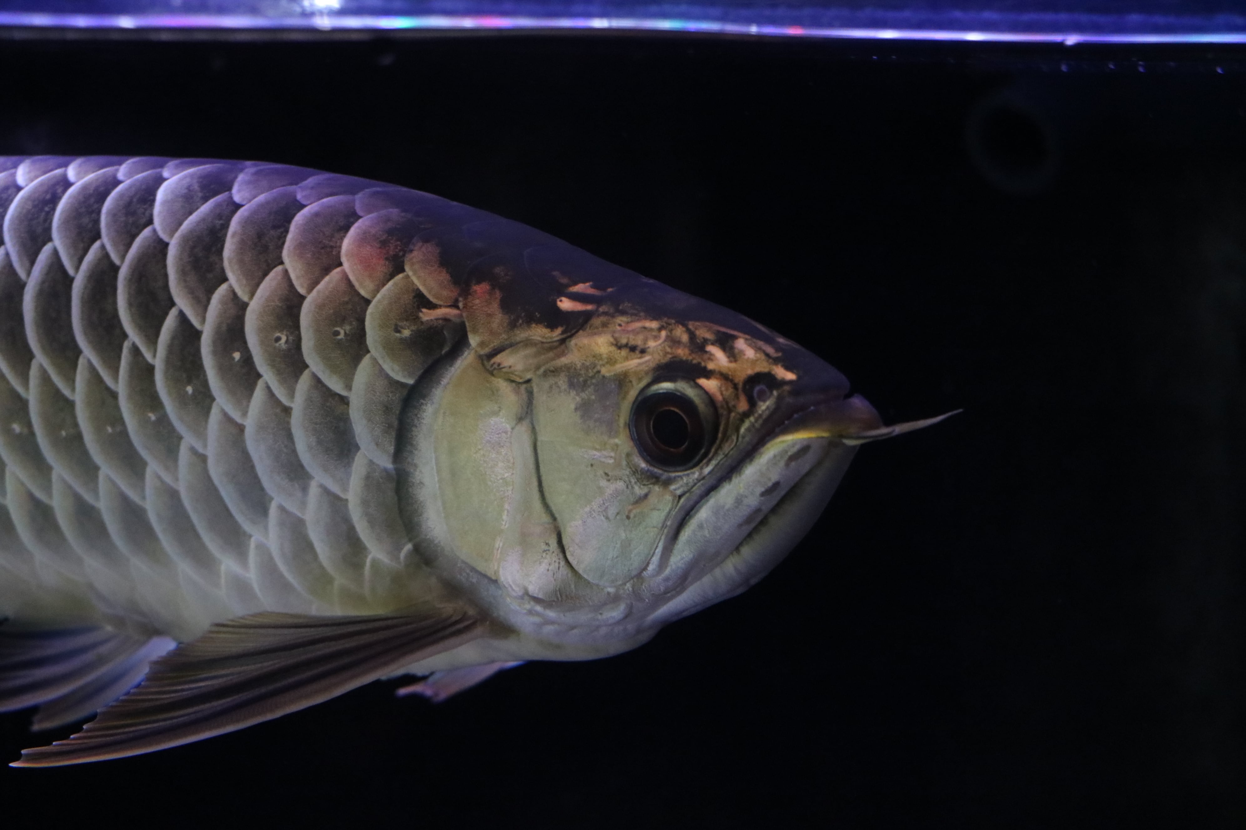 木彫☆熱帯の魚アロワナ☆ゴールド 木彫☆熱帯の魚アロワナ☆ゴールド 木彫☆熱帯の魚アロワナ