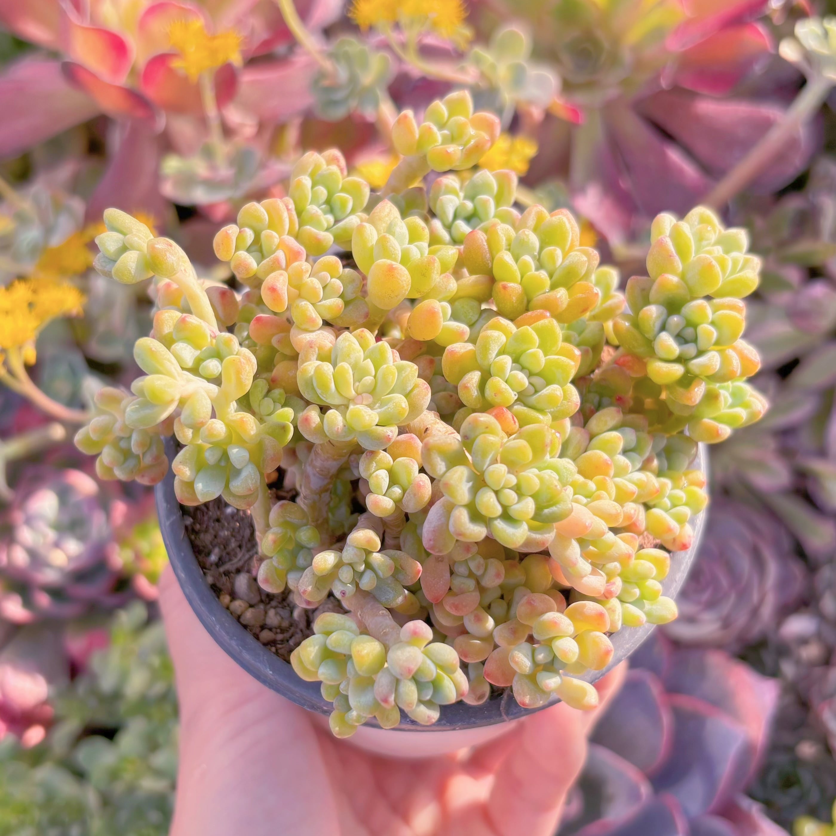 現品　ピンクビーン#628　特大群生　るる農園