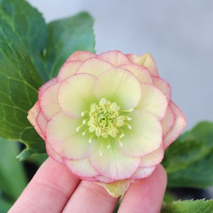 WS26-025 クリスマスローズ ウィンターシンフォニー イエローピンクイトピコダブル