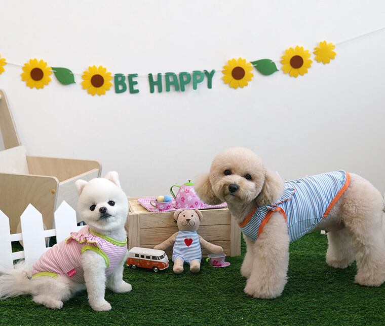 【SALE】sunny frill top S ~ XL 2color / 犬服 春夏 新作 袖なし トップス 可愛い ドッグウェア わんこ服 Tシャツ