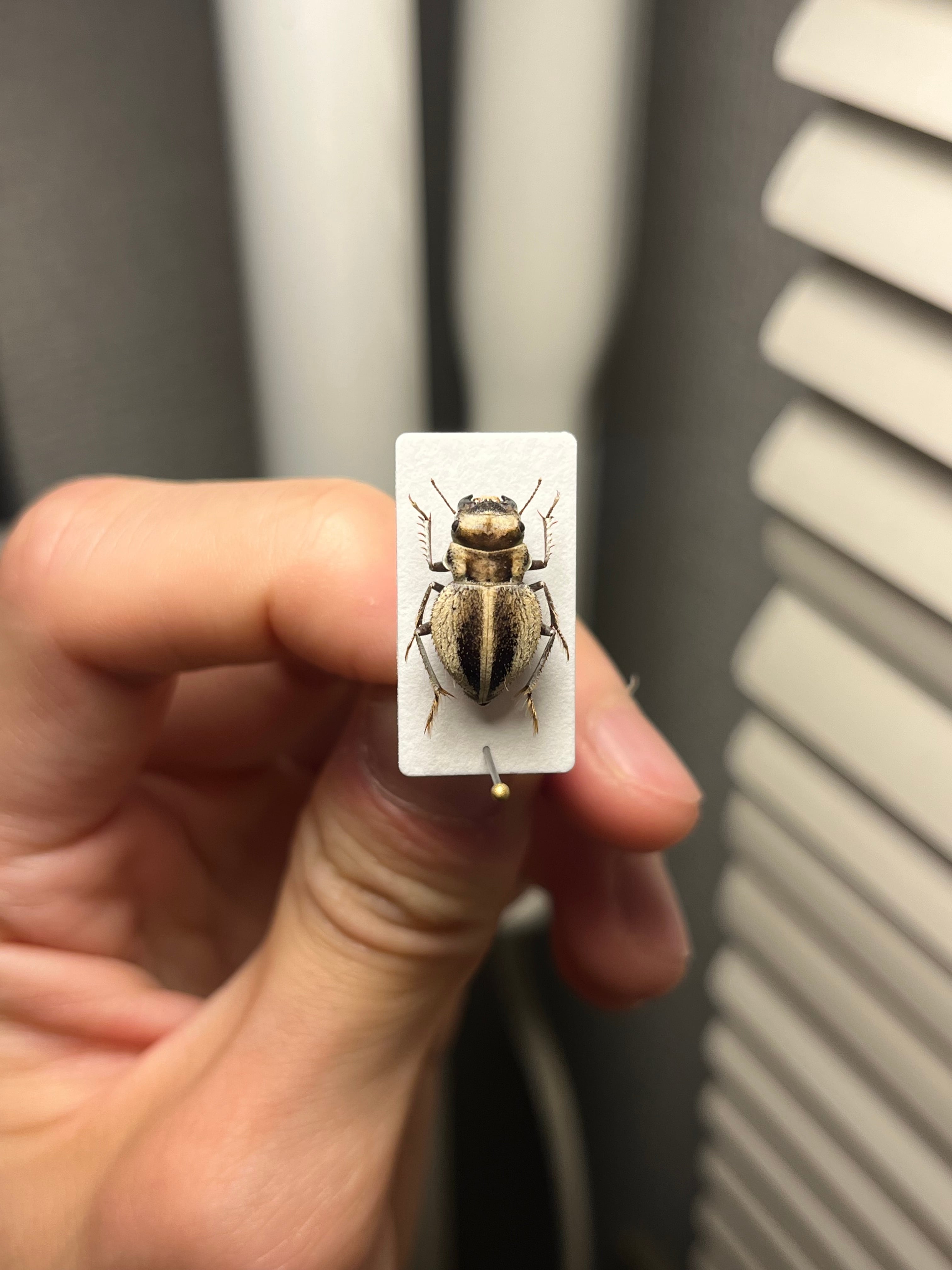 【14mm♀】クワガタモドキゴミムシダマシ Calognathus昆虫標本 14mm♀】クワガタモドキゴミムシダマシ Calognathus chevrolati 昆虫