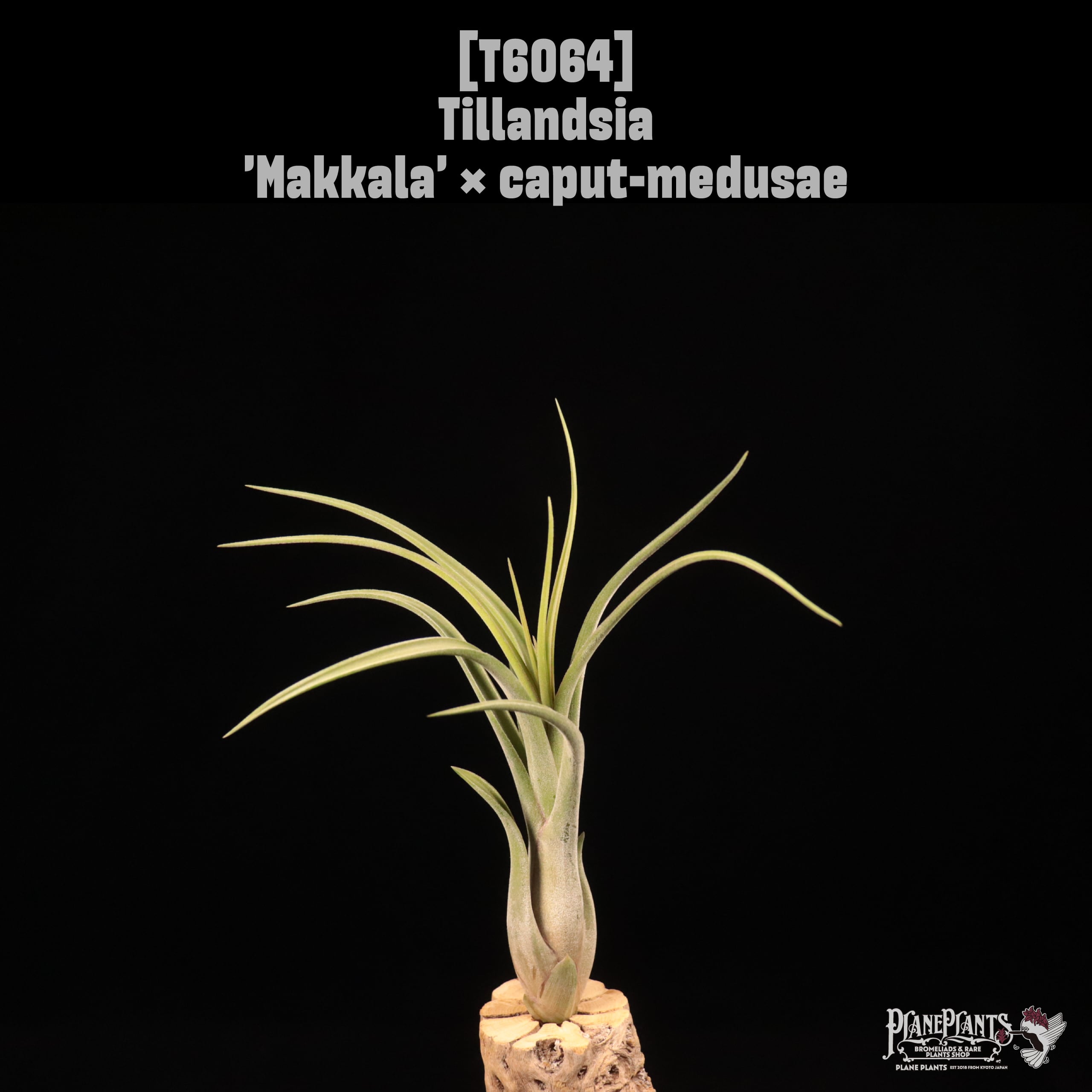 Tillandsia 'Makkala' × caput-medusae〔ティランジア〕T6064