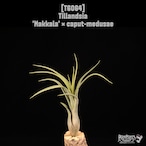 Tillandsia 'Makkala' × caput-medusae〔ティランジア〕T6064