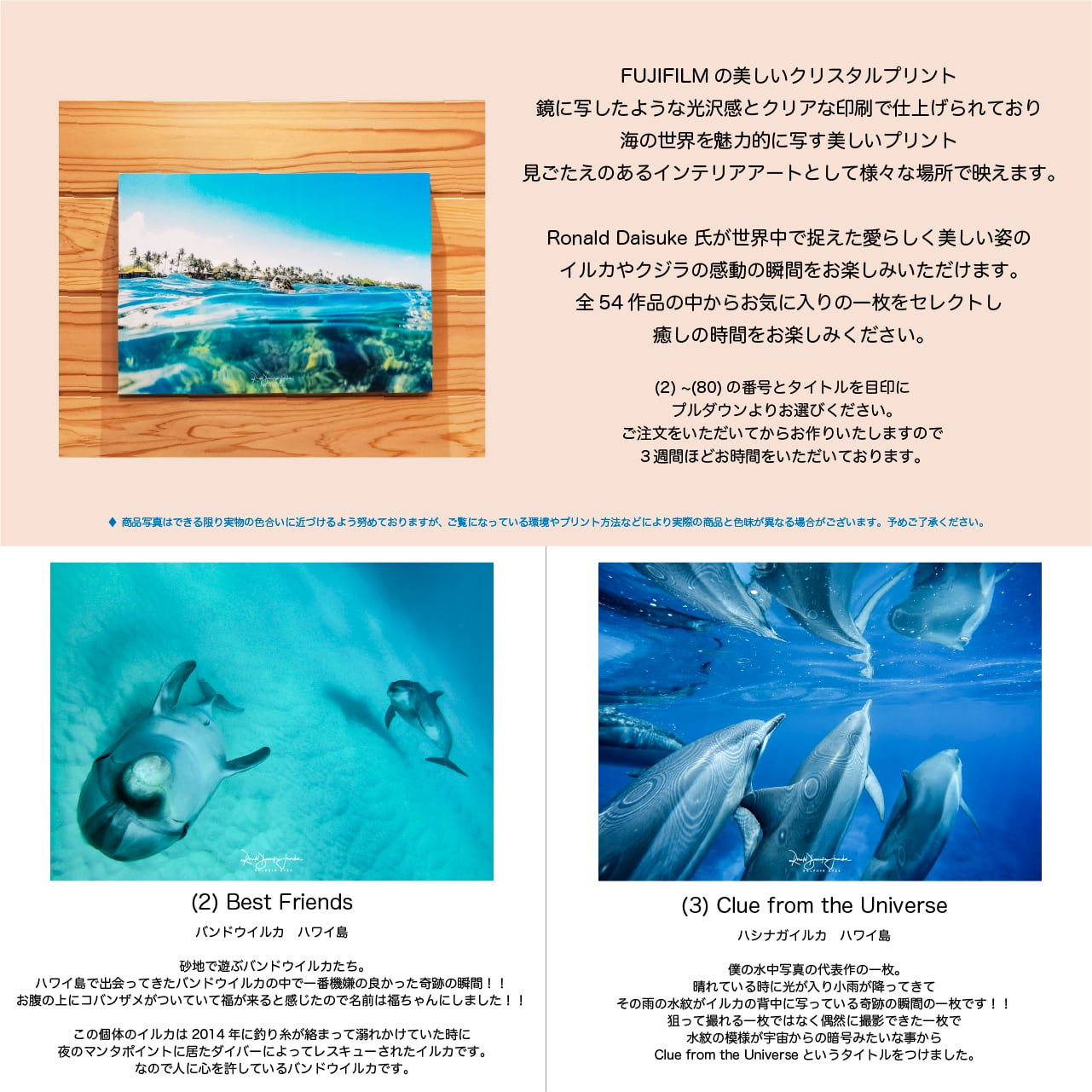 DOLPHIN EYES 写真パネル A3サイズ相当 イルカ・クジラ・ウミガメ