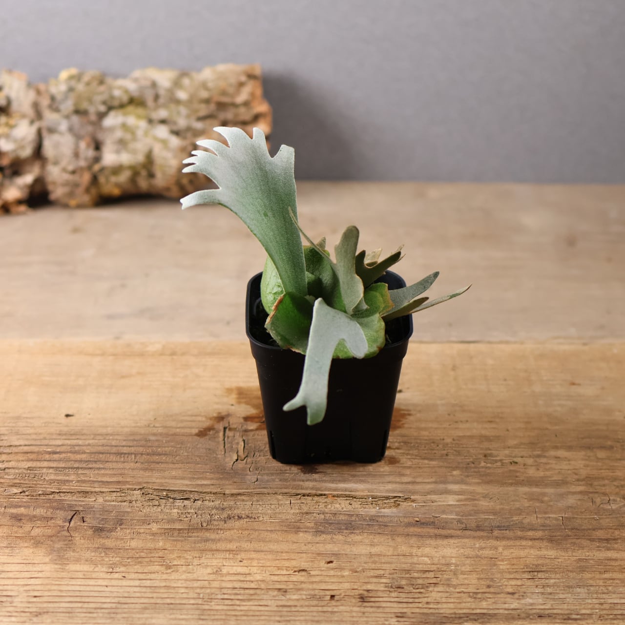 603『ビカクシダ ナノ Nano』 観葉植物【送料無料】 | MARX PLANTS