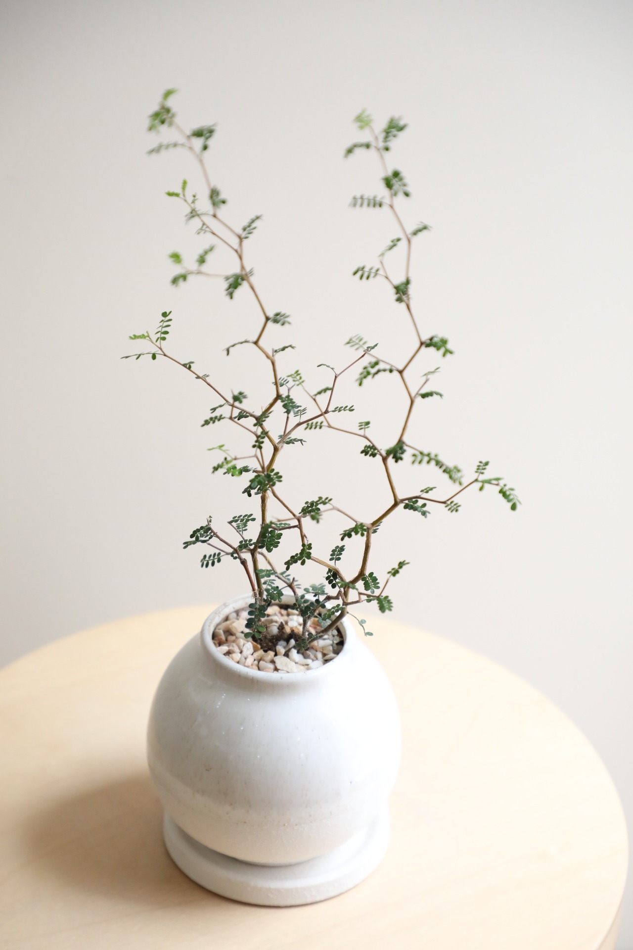 【S】ソフォラ リトルベイビー/Sophora prostrata Little Baby