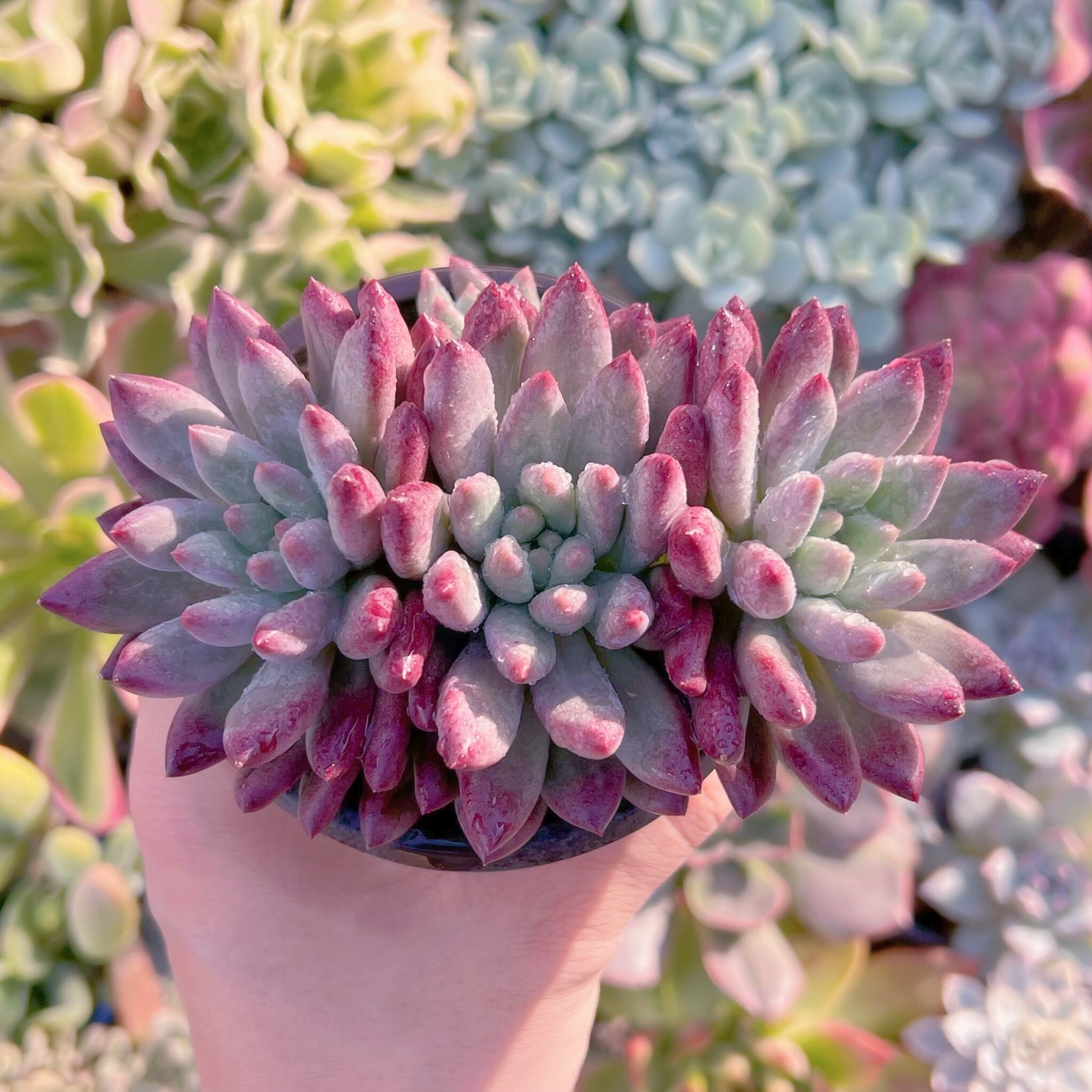 現品　新品種　虞美人流砂体#609　群生　新入荷