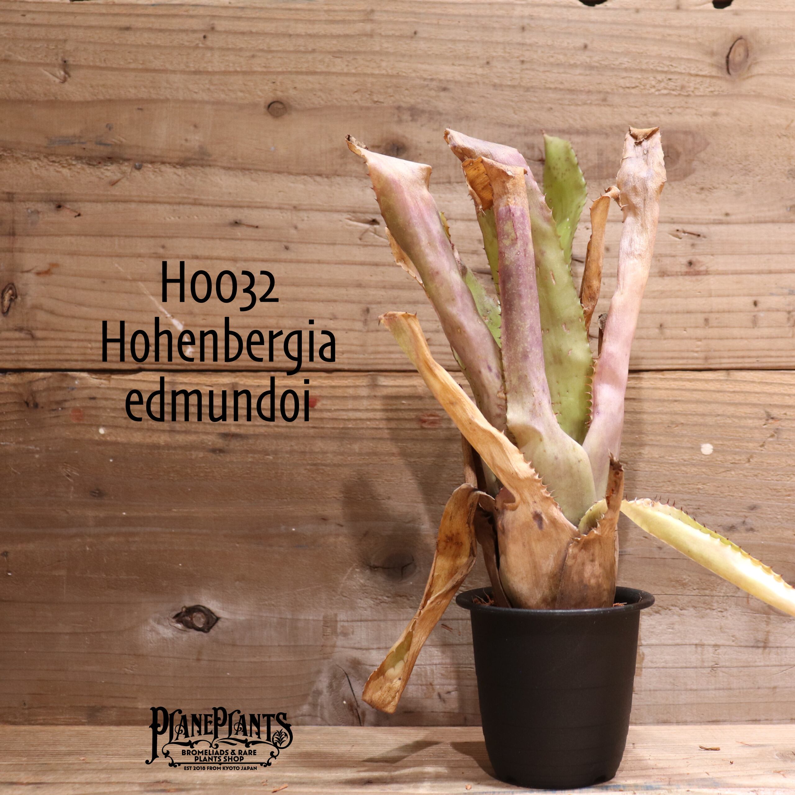 reserved】 Hohenbergia edmundoi〔ホヘンベルギア〕現品発送