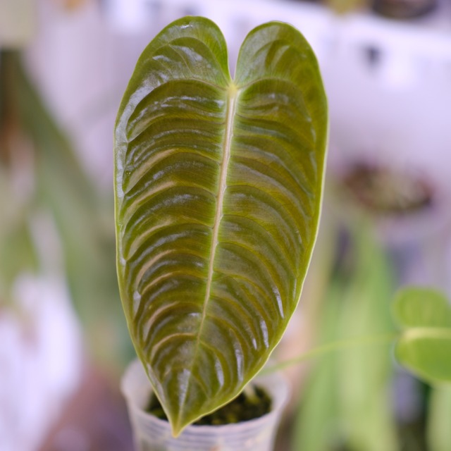 アンスリウム・ベイチー│Anthurium Veitchii④│観葉植物