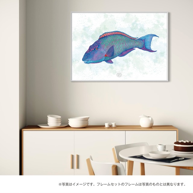 【海のいきものアートポスター／魚】イロブダイ