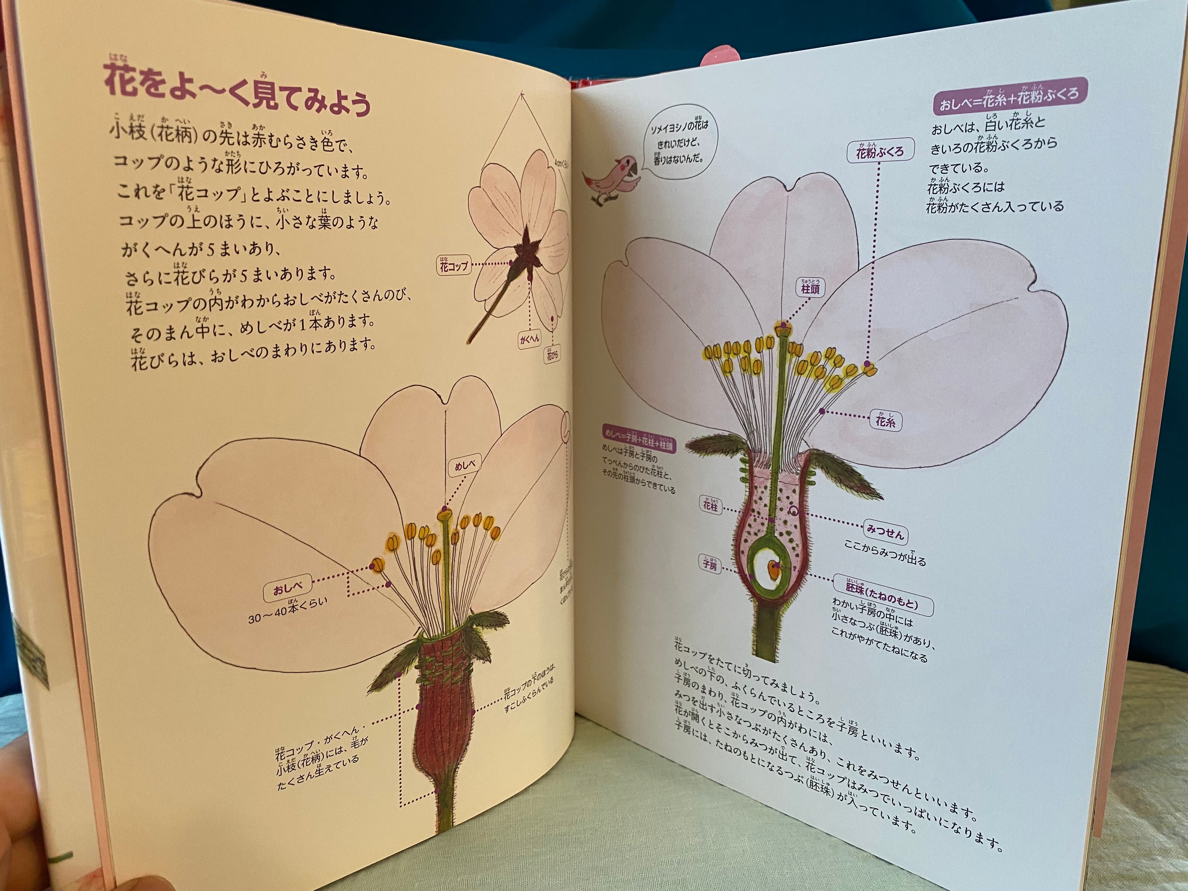 さくら研究ノート | ひだまりブックス