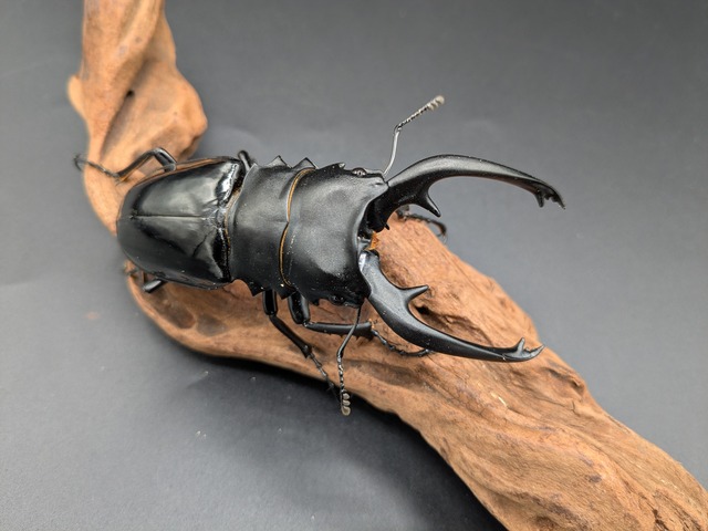 WDインターメディアツヤ　♂96ｍｍ♀49ｍｍ