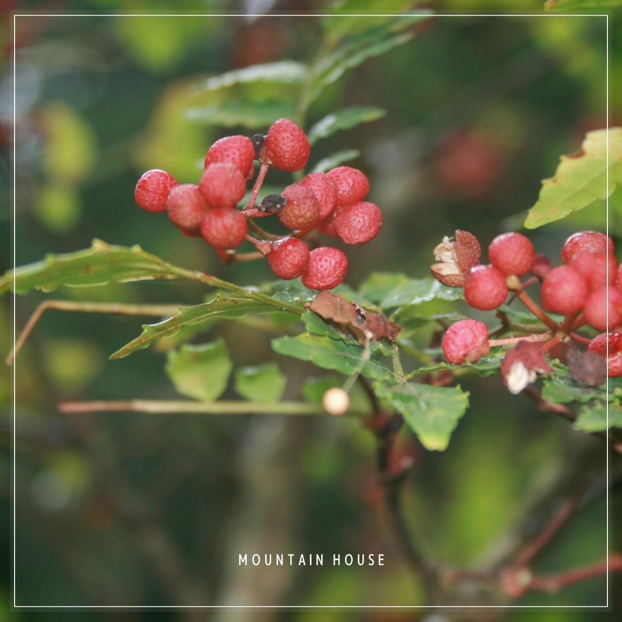 完熟赤山椒 (Red Sansho Pepper from Yamazoe, Nara) | MOUNTAIN HOUSE