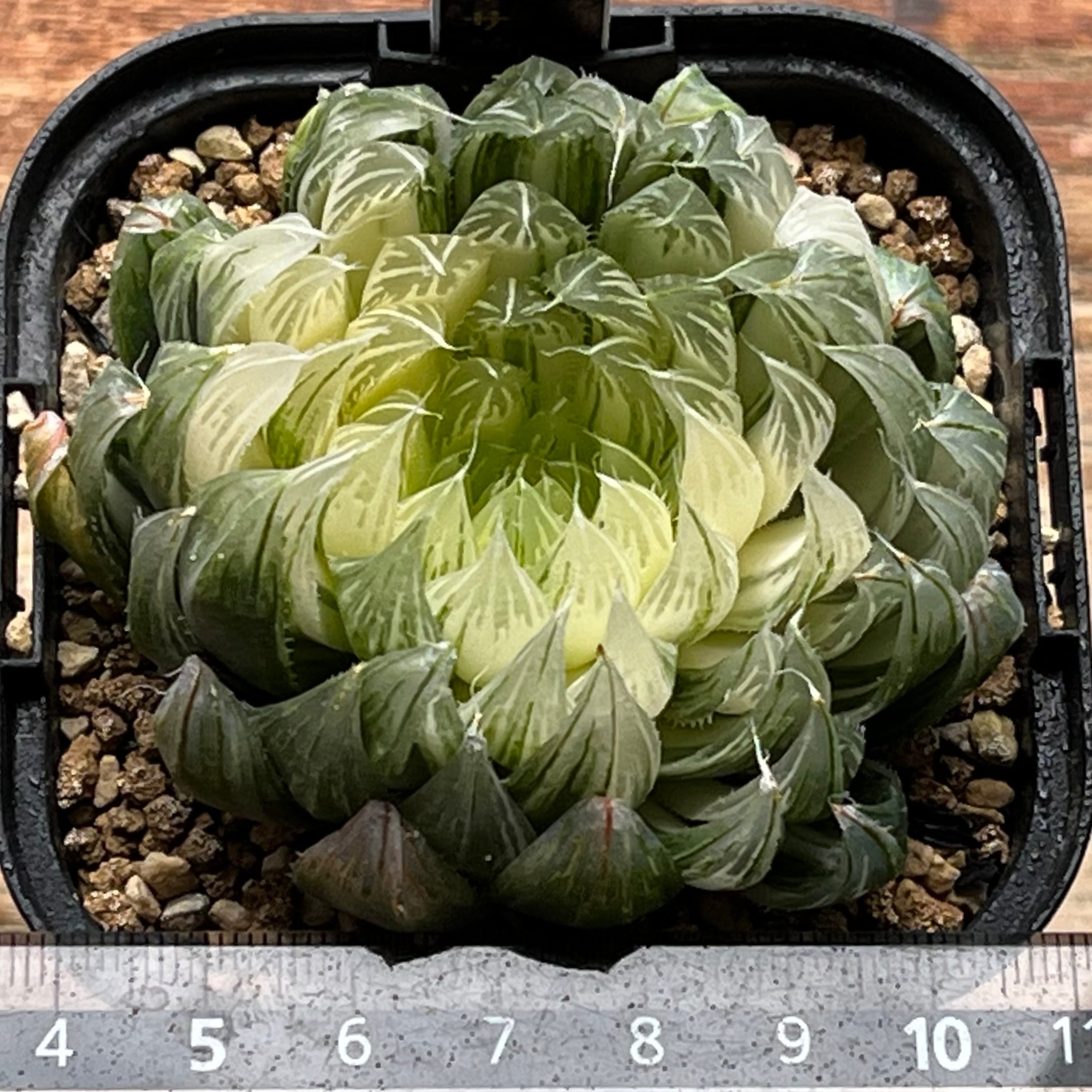ハオルチア 花胡蝶 オブツーサ錦 | mocono_plants