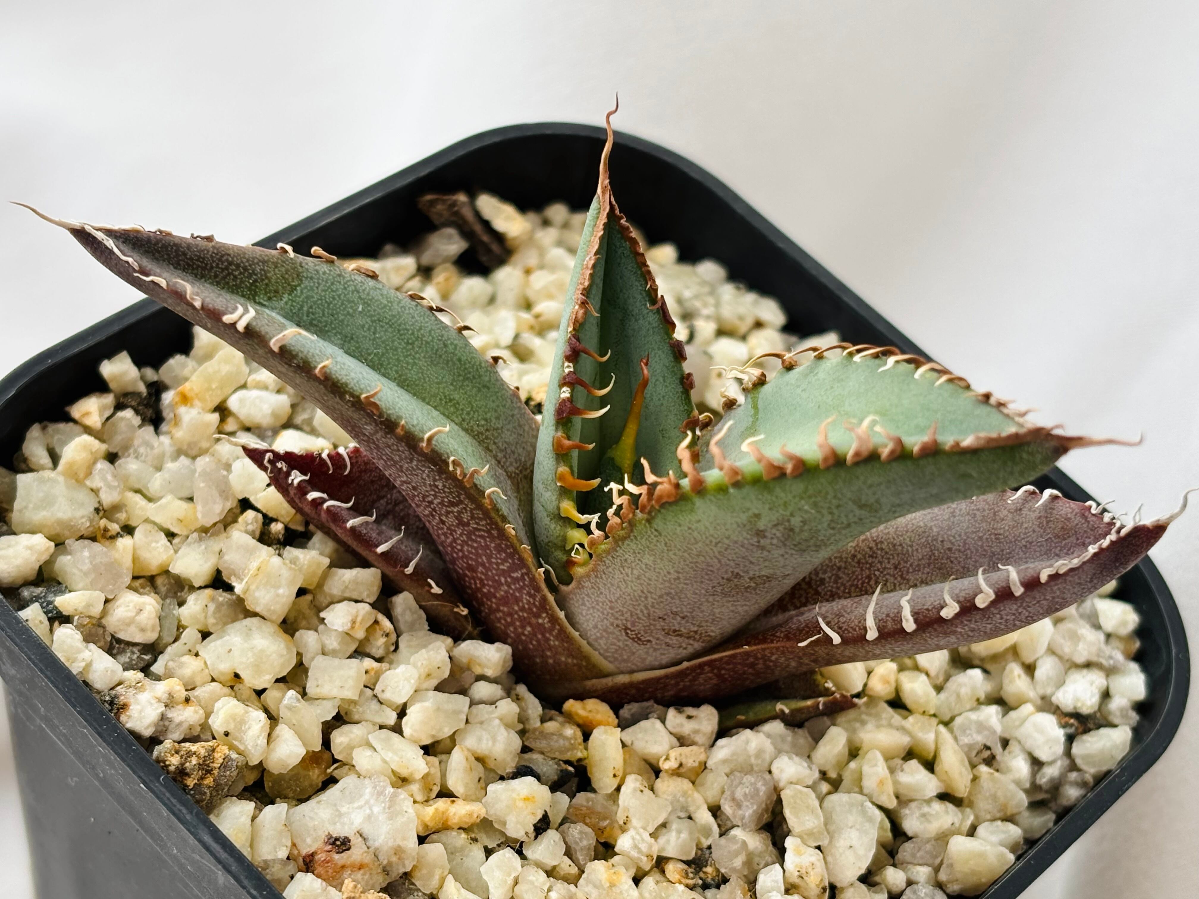 Agave titanota アガベ チタノタ オテロイ 多肉植物 | plants MARU