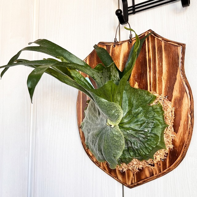 ビカクシダ グランデ 板付 【観葉植物 壁掛け コウモリラン】