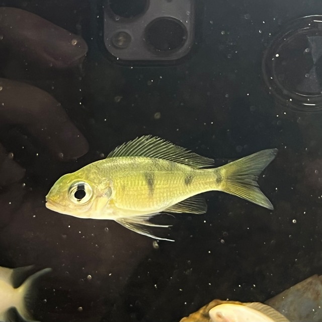 【激レア】 オフタルモティラピア ナスタ 美麗アフリカンシクリッド 熱帯魚Ophthalmotilapia nasuta　1匹