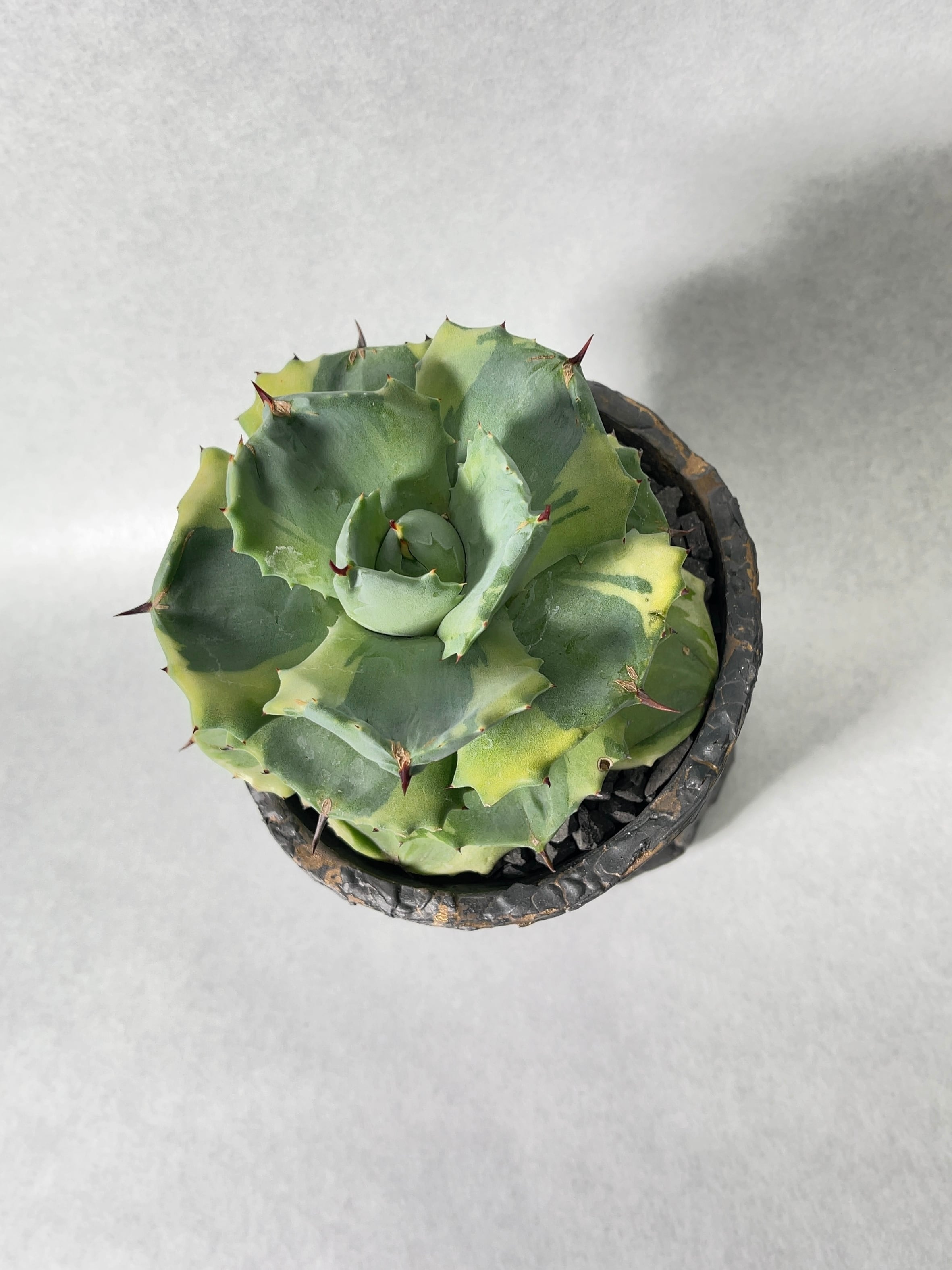 アガベ・王妃雷神白覆輪 | trigger