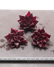 カット苗 ロメオルビン ミニ株 Echeveria agavoides 'Romeo Rubin'