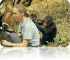 タンザニア　チンパンジーピーベリー　500