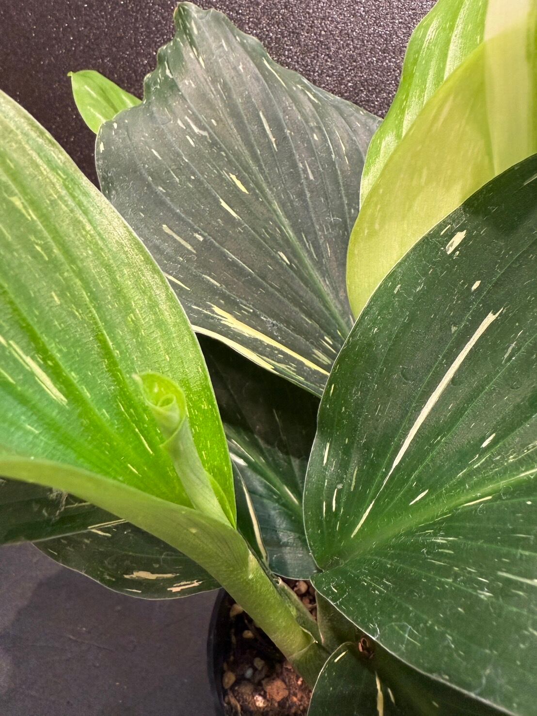 ケンフェリア・アルボ・バリエガータ ① 観葉植物 4.0号 希少 | Pay ID