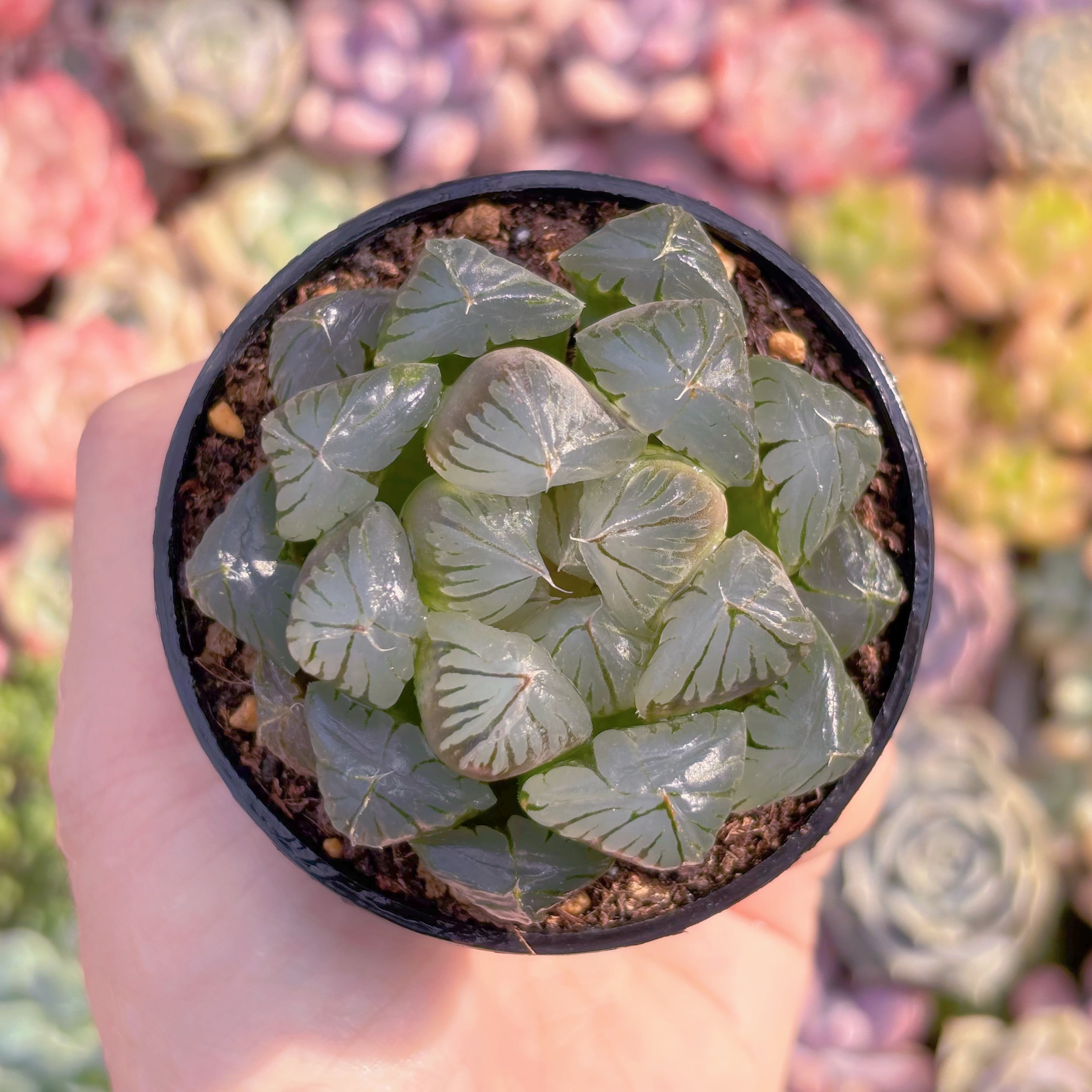 多肉植物　水晶　新入荷　るる農園