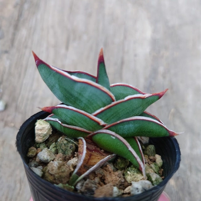 Sansevieria rorida サンスベリア ロリダ 6