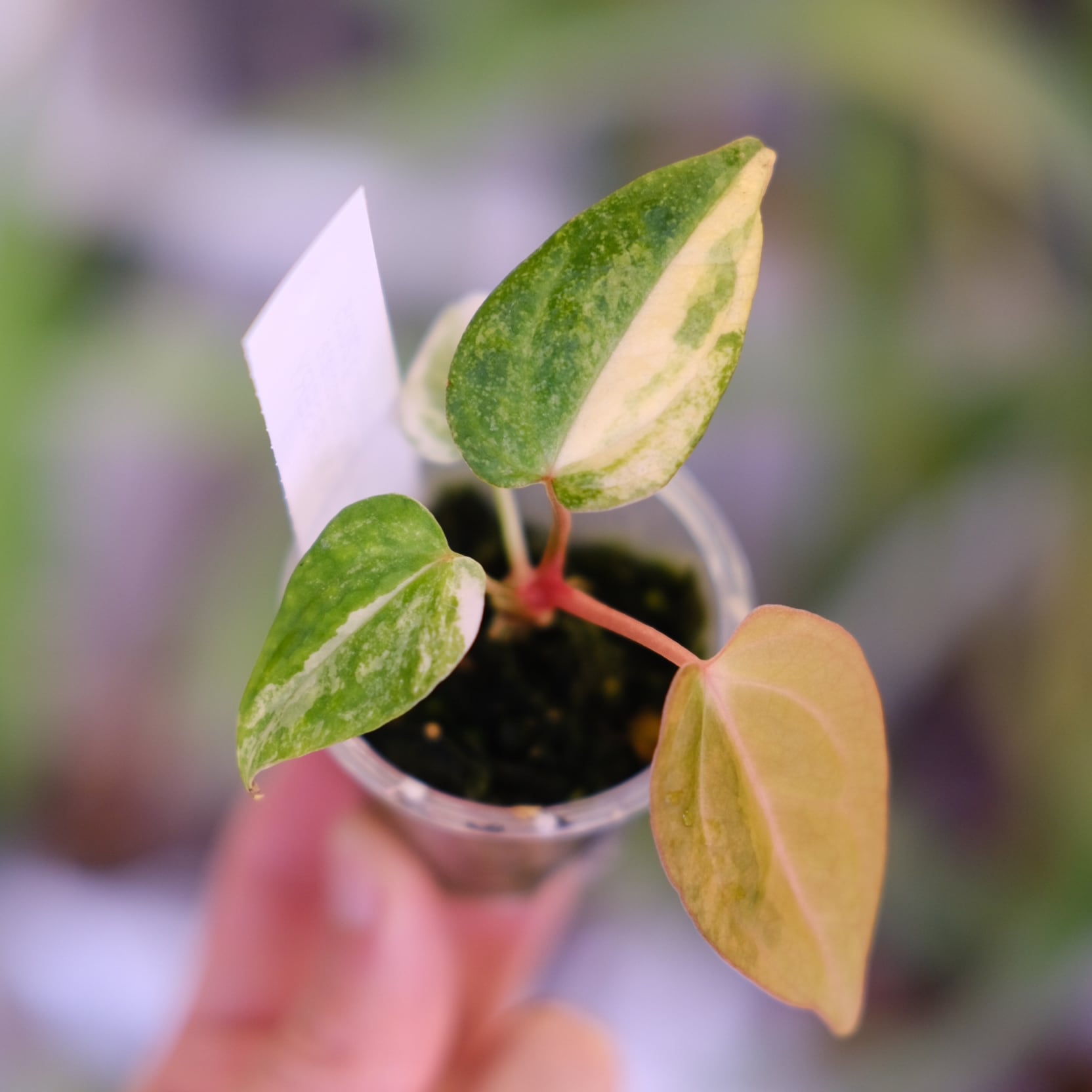 Anthurium Yellow Bell × Red Chocolate② 希少】Anthurium Yellow Bell × Red Chocolate②│観葉植物